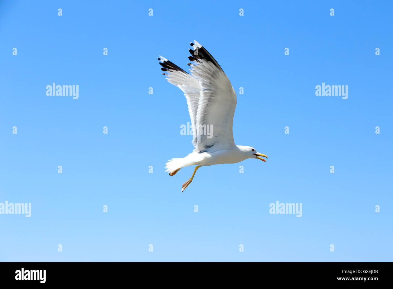 White seagull flying in the blue sky Stock Photo - Alamy
