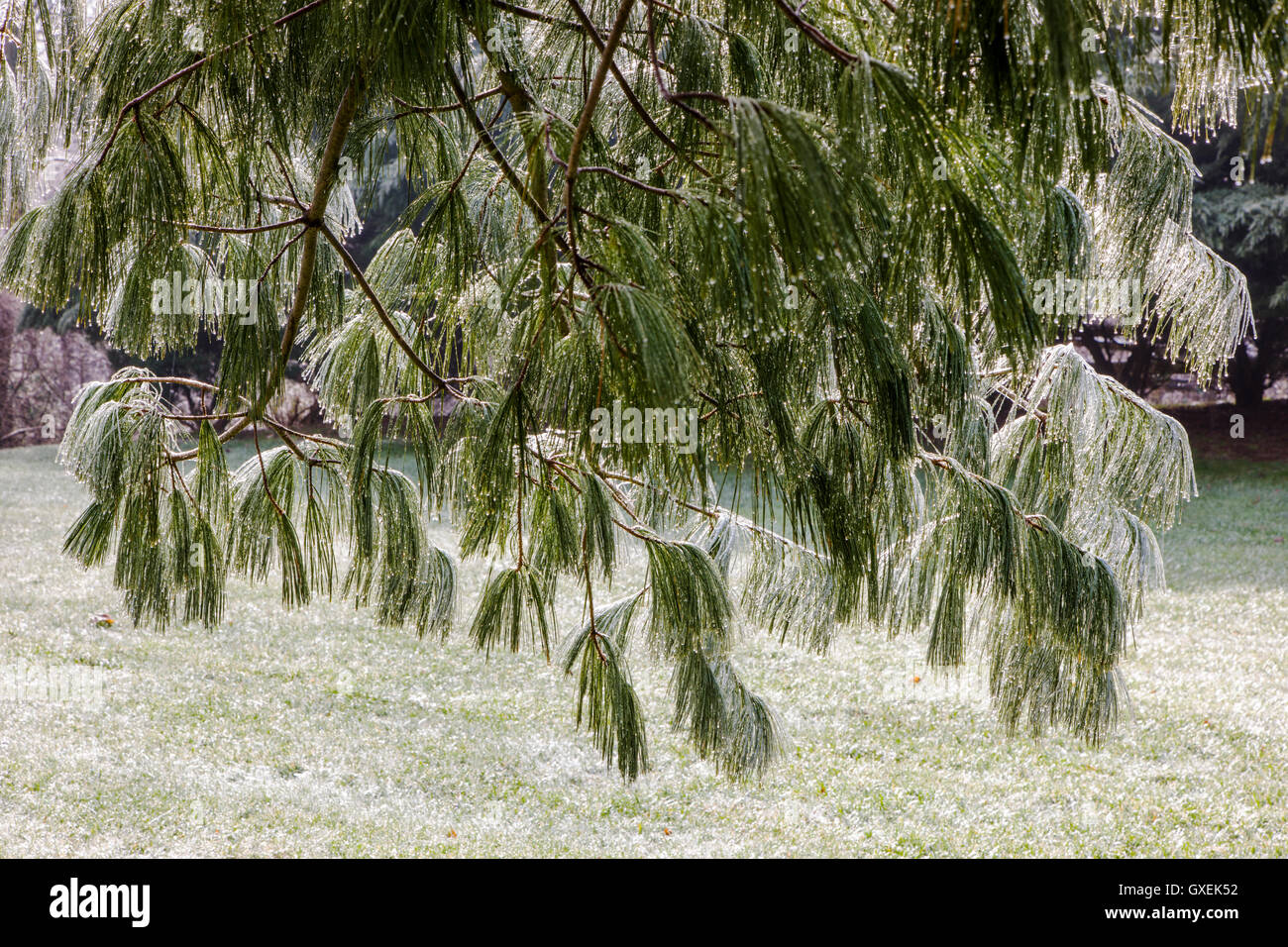 Ice On Tree Limbs High Resolution Stock Photography And Images Alamy