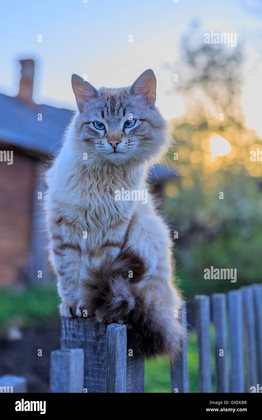 Smoky the cat on the fence at sunset Stock Photo