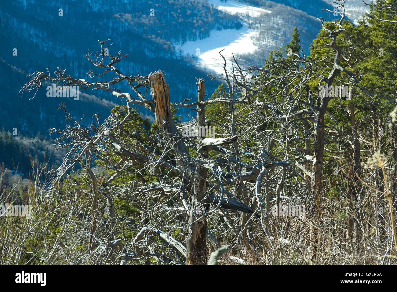 Pine trees snow slope hi-res stock photography and images - Alamy