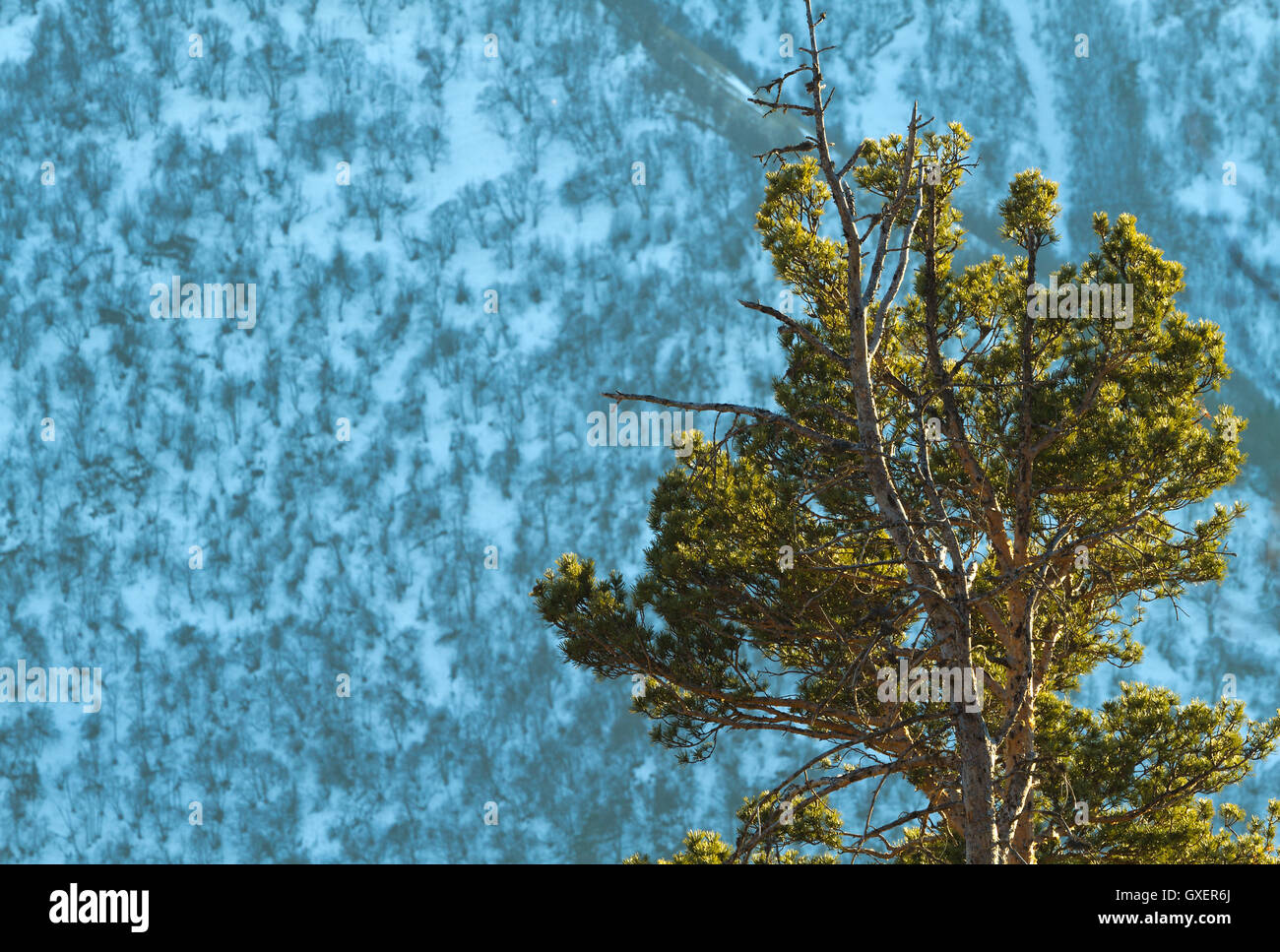 Lone pine tree in front the mountain descent covered by snow by a sunny winter day. Stock Photo