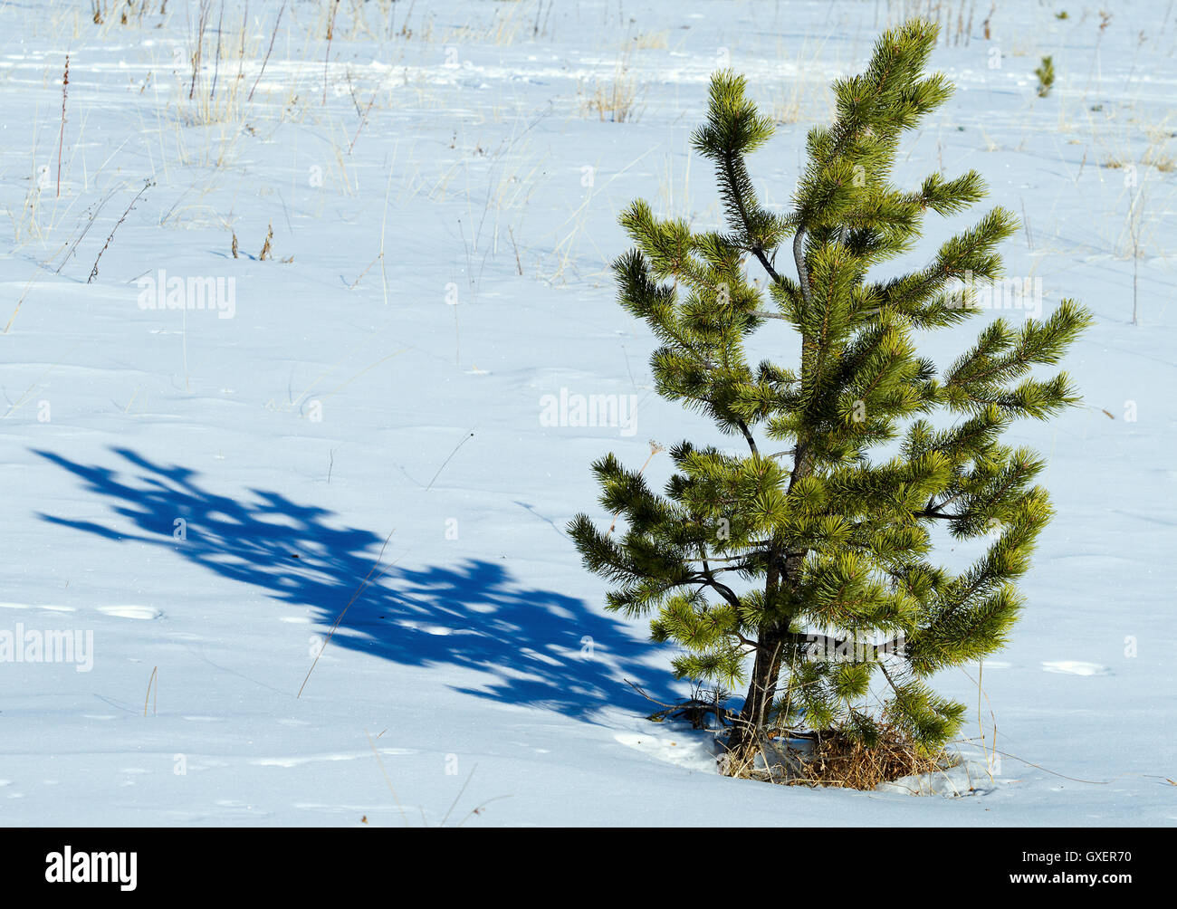 Little young lone pine tree on the mountain descent covered by snow by a sunny winter day. Can be used as a background, postcard Stock Photo