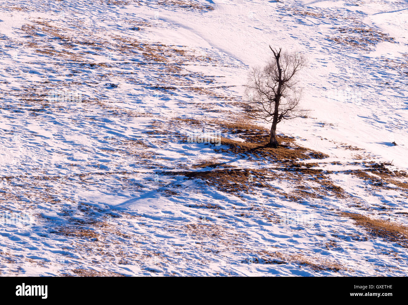 Seasonal nature winter image: mountain landscape with tree (dark silhouette) at a snowy mountain descent (slope) field Stock Photo