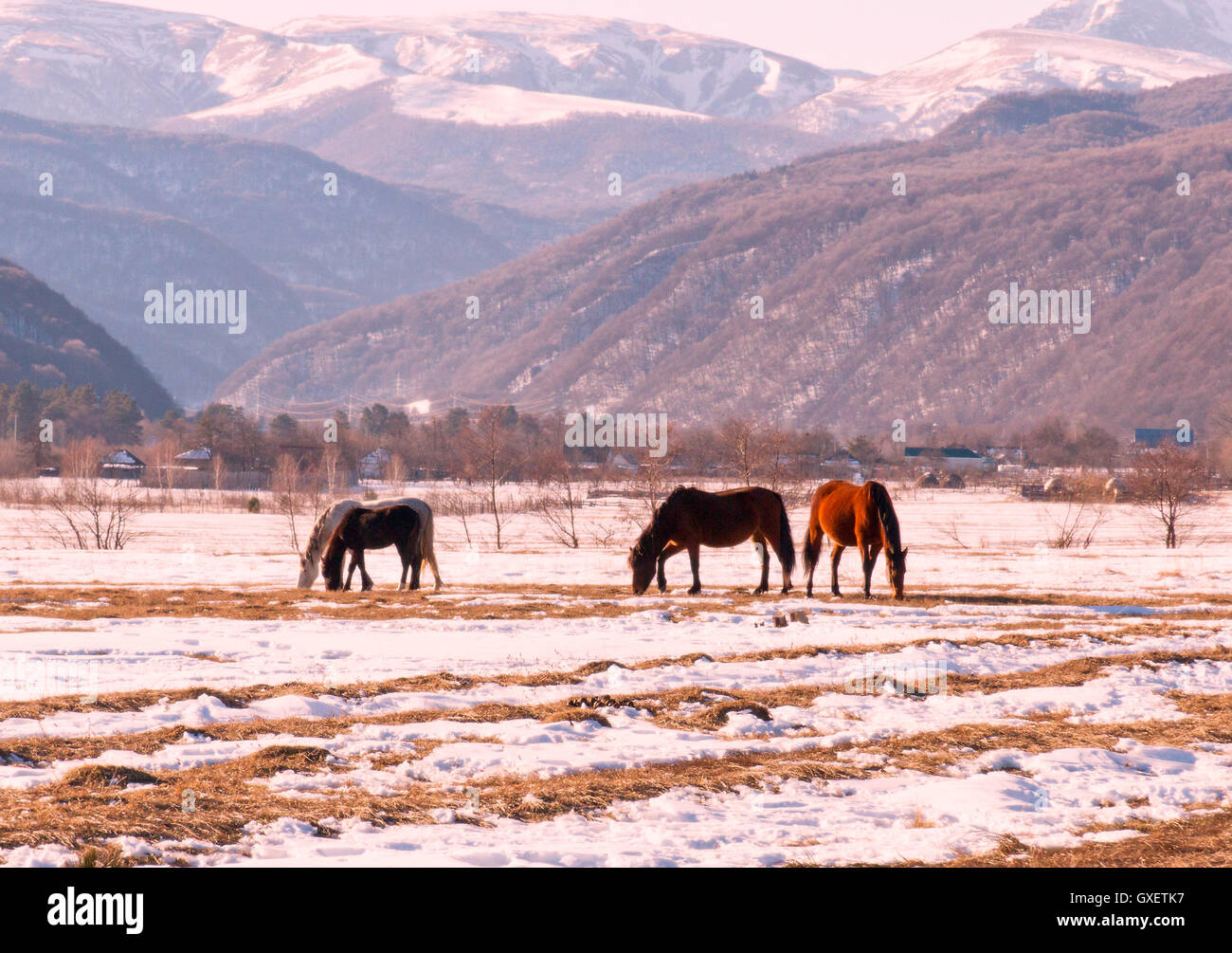 Caucasus (Southern Russia) countryside winter snowy landscape  with farmland, field covered by snow and old dry grass Stock Photo