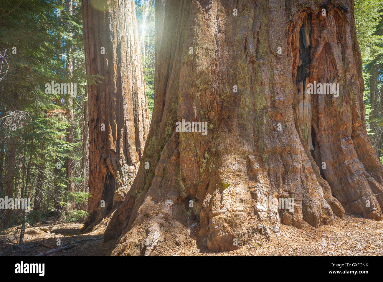 Big sequoia tree in Sequoia national park Stock Photo