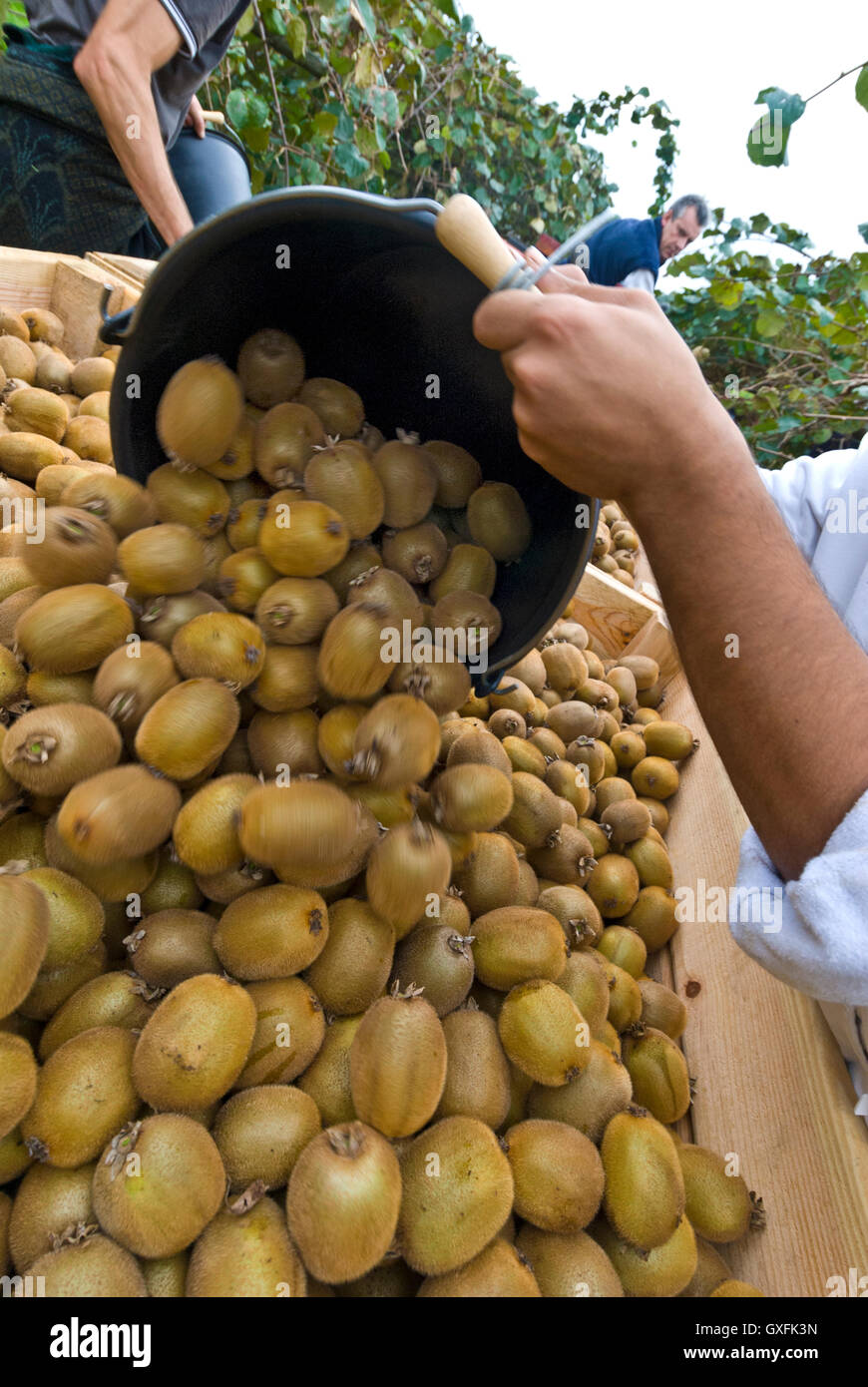 Developed harvesting harvested kiwis varieties hires stock photography