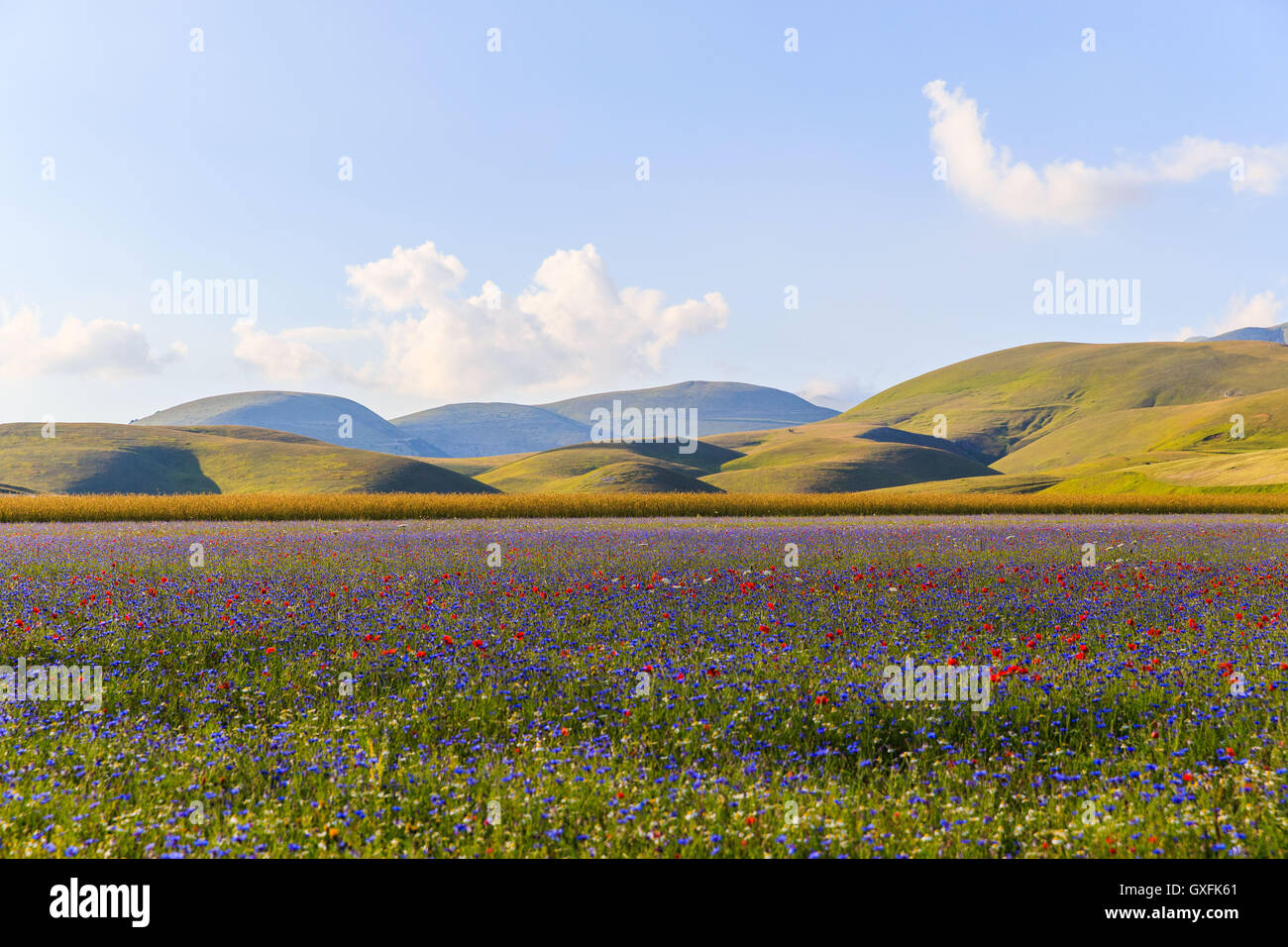 Castelluccio Di Norcia Flowers Italy Stock Photo Alamy