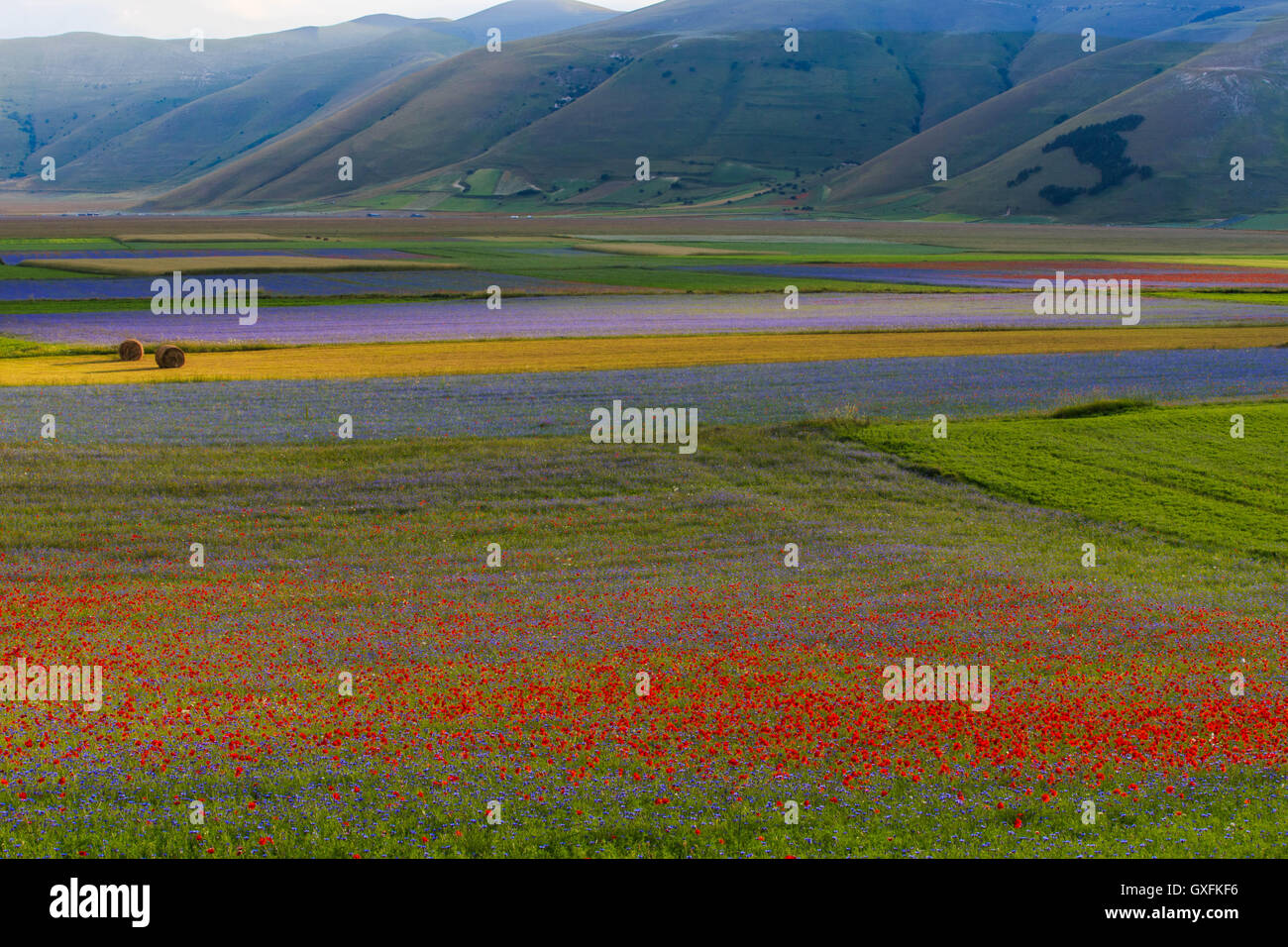 Castelluccio Di Norcia Flowers Italy Stock Photo Alamy castelluccio-di-norcia-flowers-italy-stock-photo-alamy