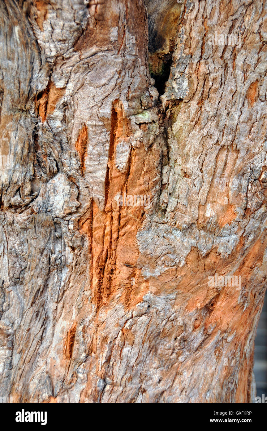 Nature's abstract art on this tree trunk in Cheng Du, China Stock Photo ...