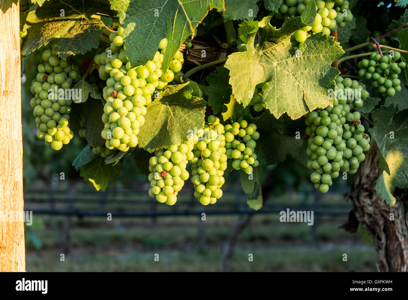 Grapes vine grapevine british columbia canada kelowna vineyard winery hires stock photography