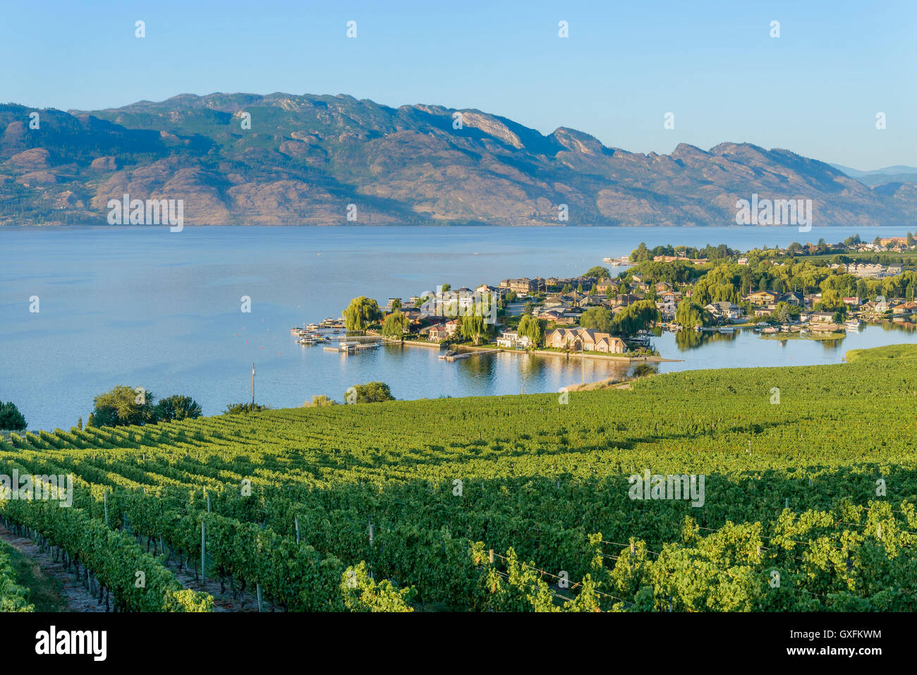 Quails' Gate Winery, vineyards,  West Kelowna, Okanagan Valley, British Columbia, Canada Stock Photo