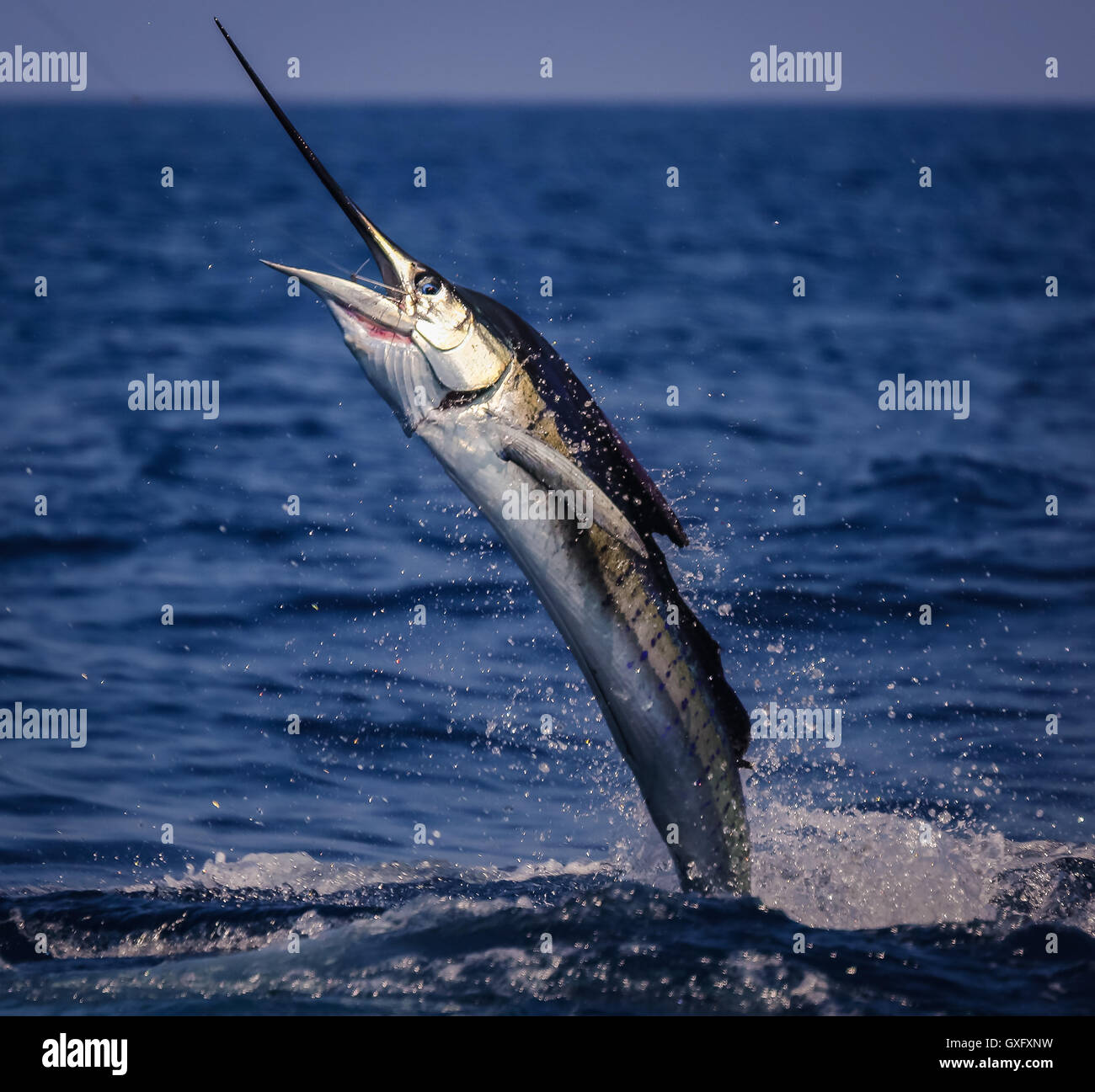 Costa Rican Sailfish Stock Photo Alamy