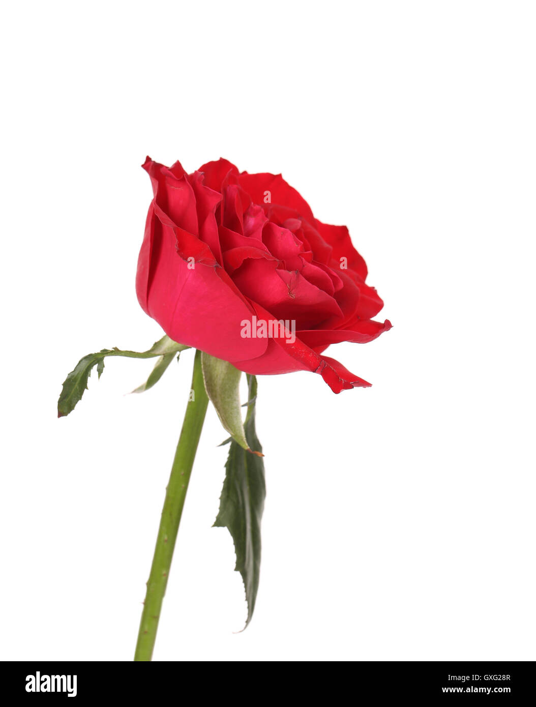 Wet red rose Stock Photo - Alamy