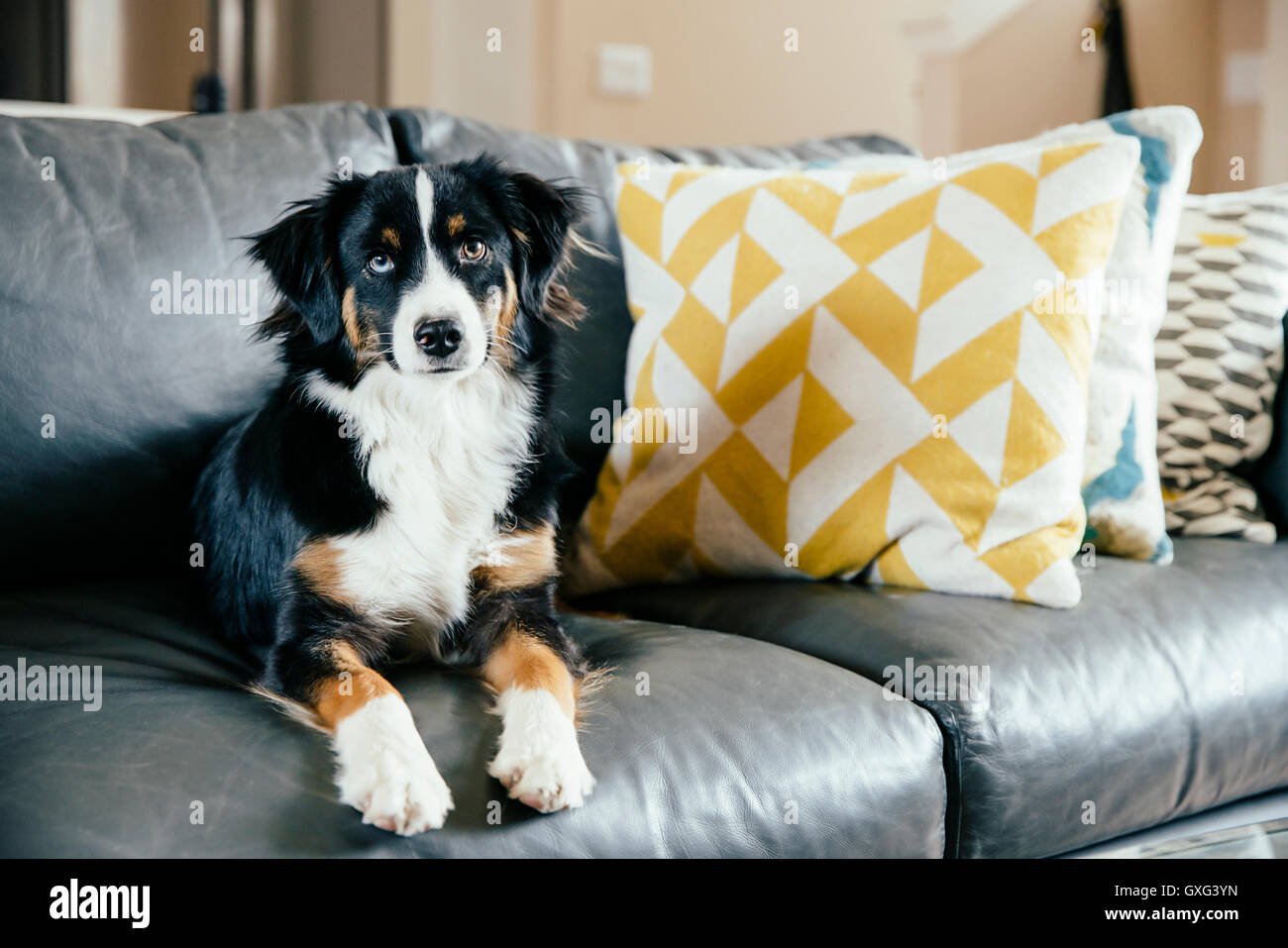 Dog sitting on sofa looking at camera Stock Photo - Alamy