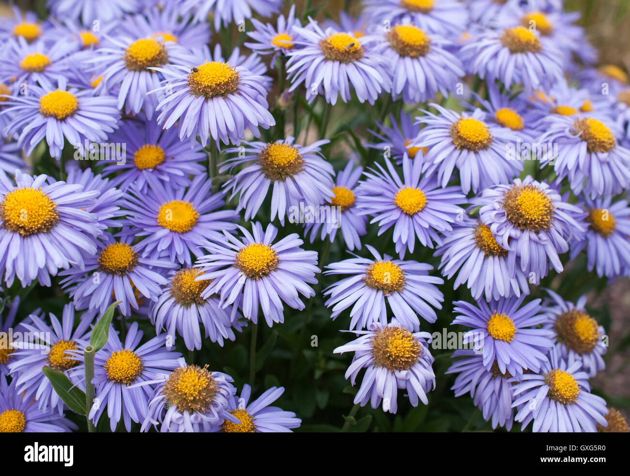 blossoming Alpine purple asters in the garden. Close-up Stock Photo