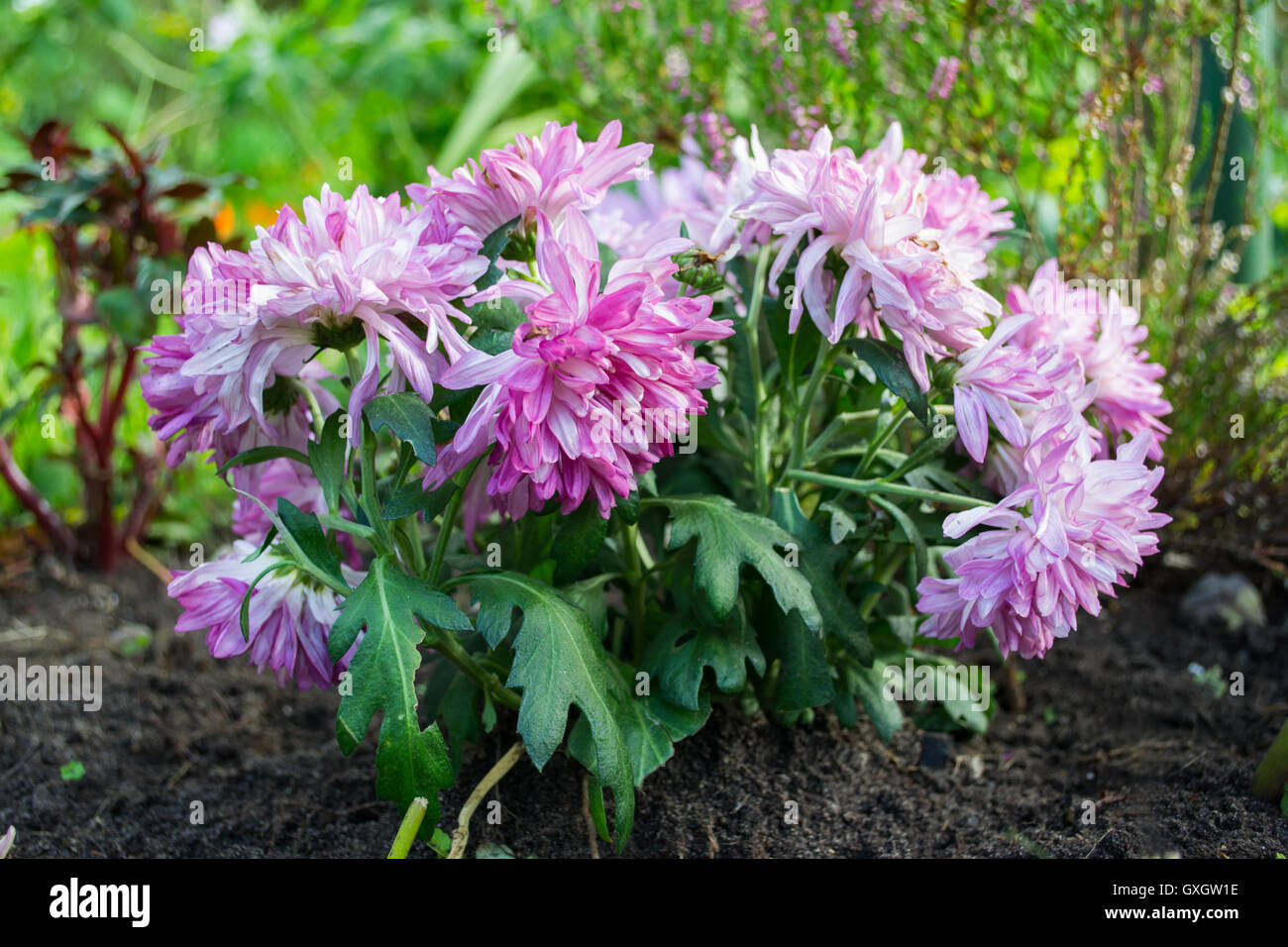 Chrysanthemum in the garden in Poland on August. Stock Photo