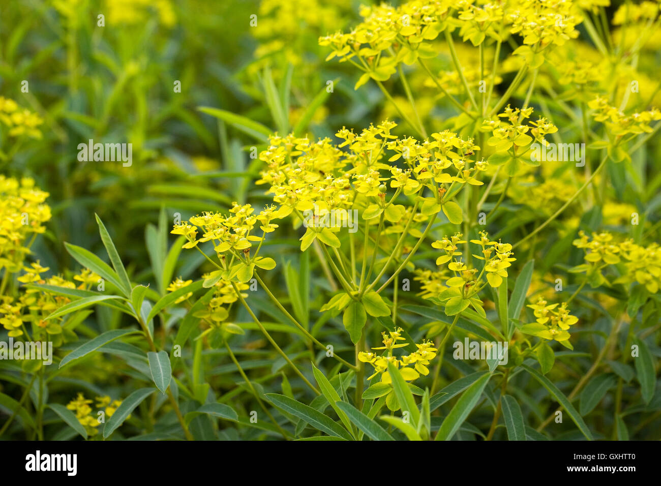 Euphorbia schillingii. Schilling spurge flowers. Stock Photo