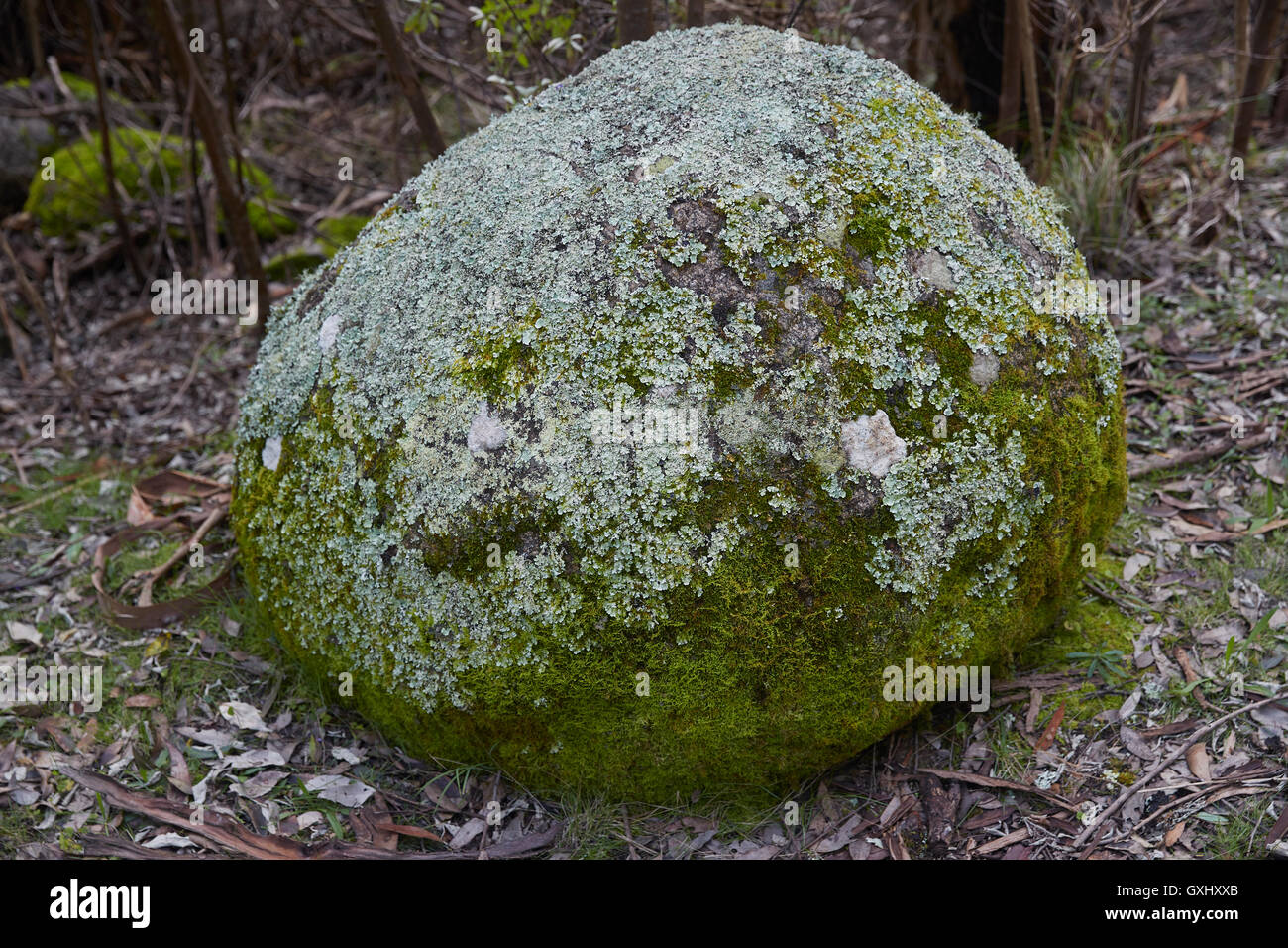 Forest Regenerating through spring and after fire. Australian Forests Stock Photo