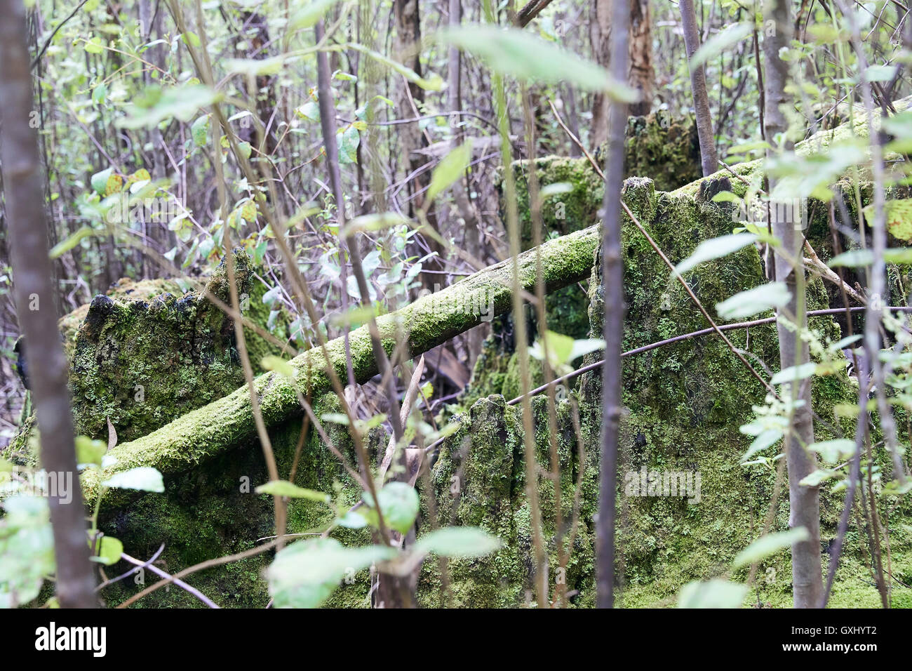 Forest Regenerating through spring and after fire. Australian Forests Stock Photo