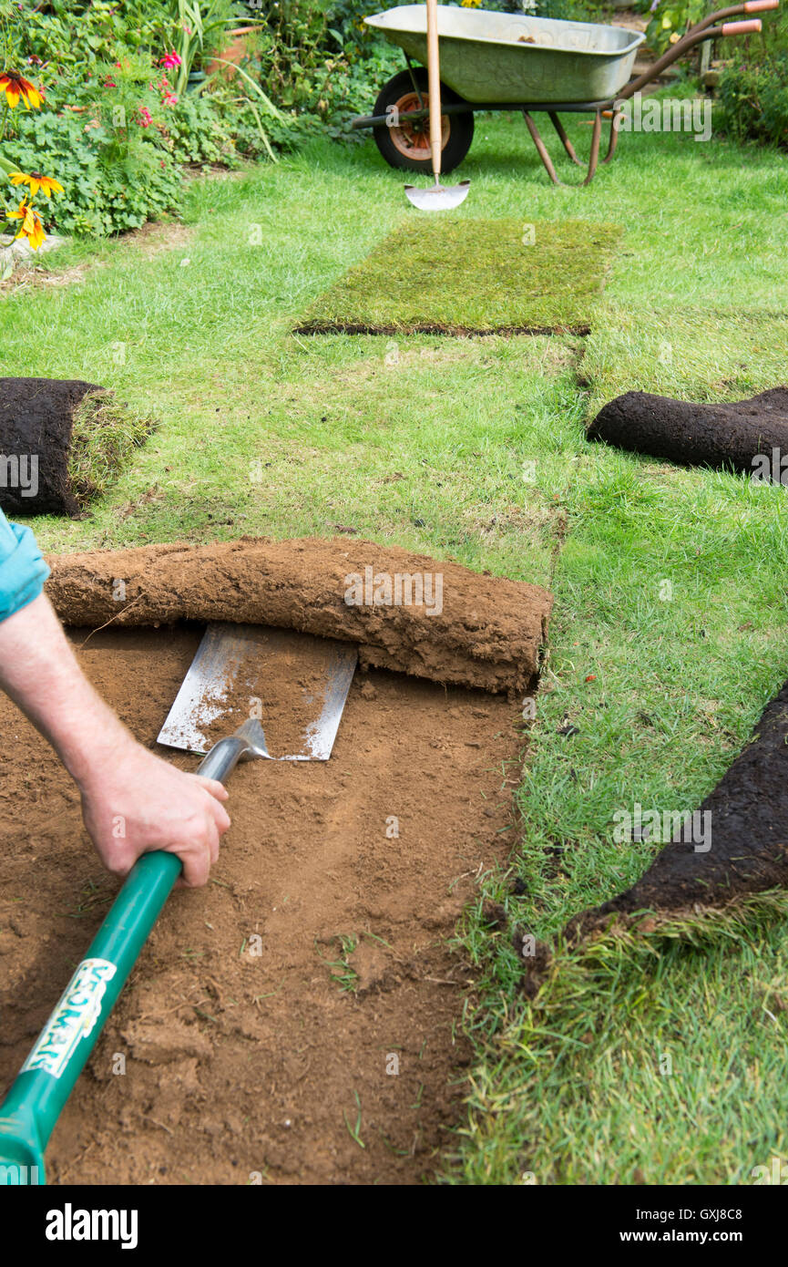 Cutting in new grass turf to repair a worn garden lawn. UK Stock Photo