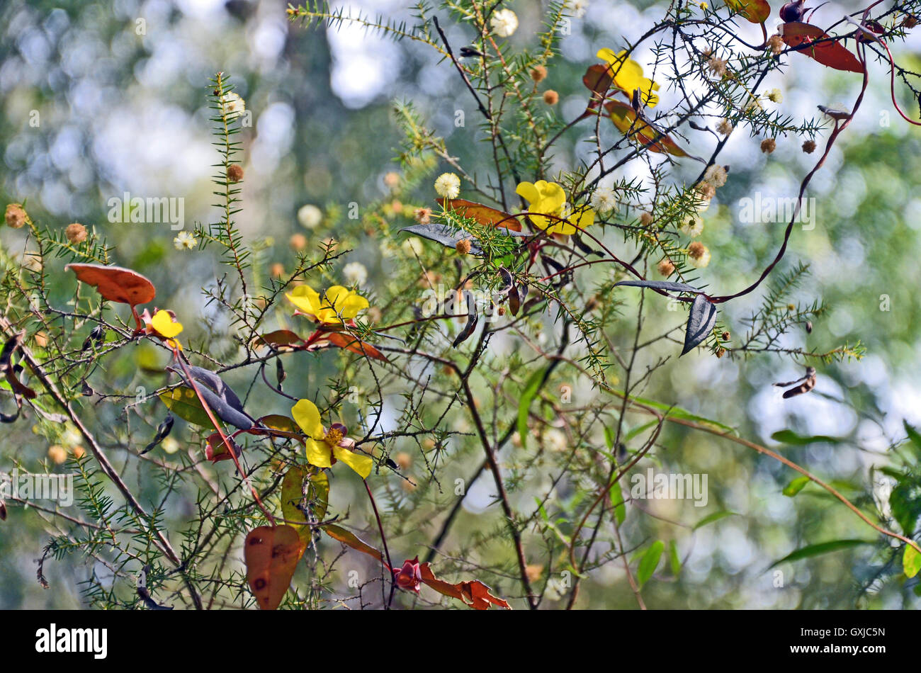 Climbing Guinea Flower (Hibbertia scandens) entwined around Wattle (Acacia) flowers and seed pods in the Australian Bush Stock Photo