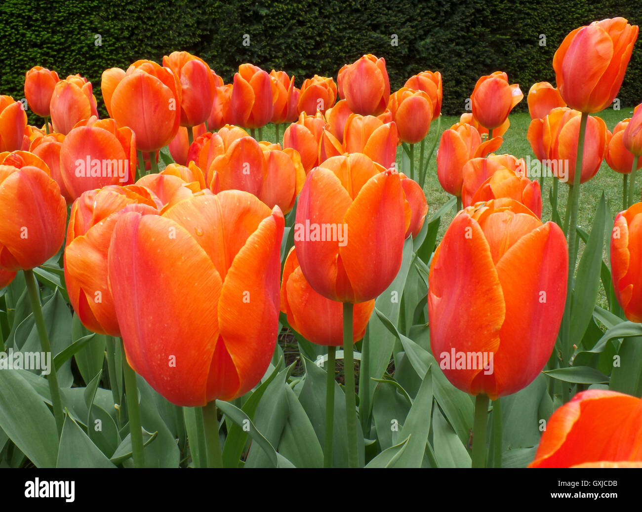 Orange Tulips in the Spring Shower at Keukenhof Garden, The Netherlands Stock Photo
