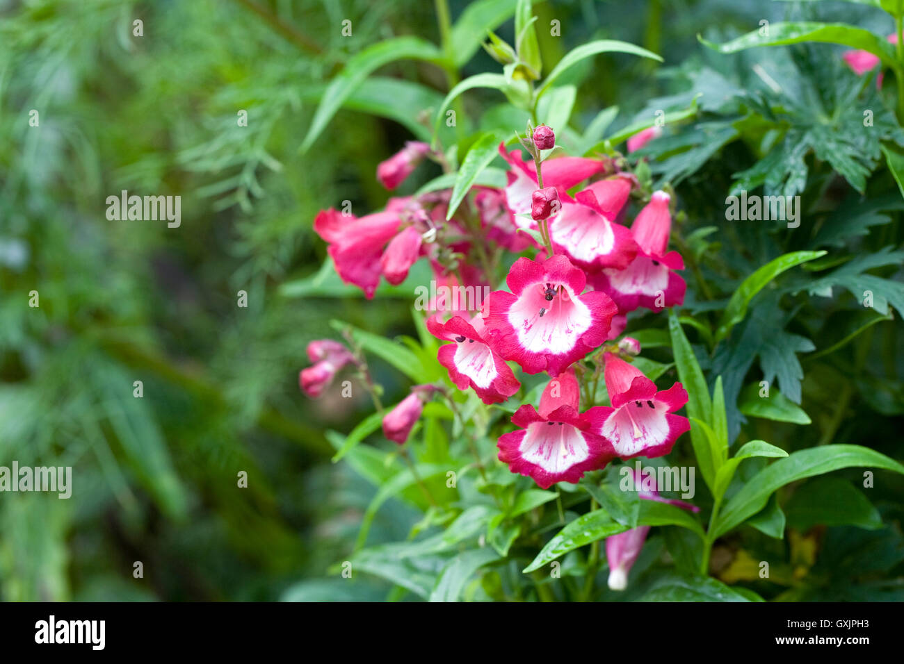 Penstemon 'Phoenix Magenta'. Beard tongue flower. Stock Photo