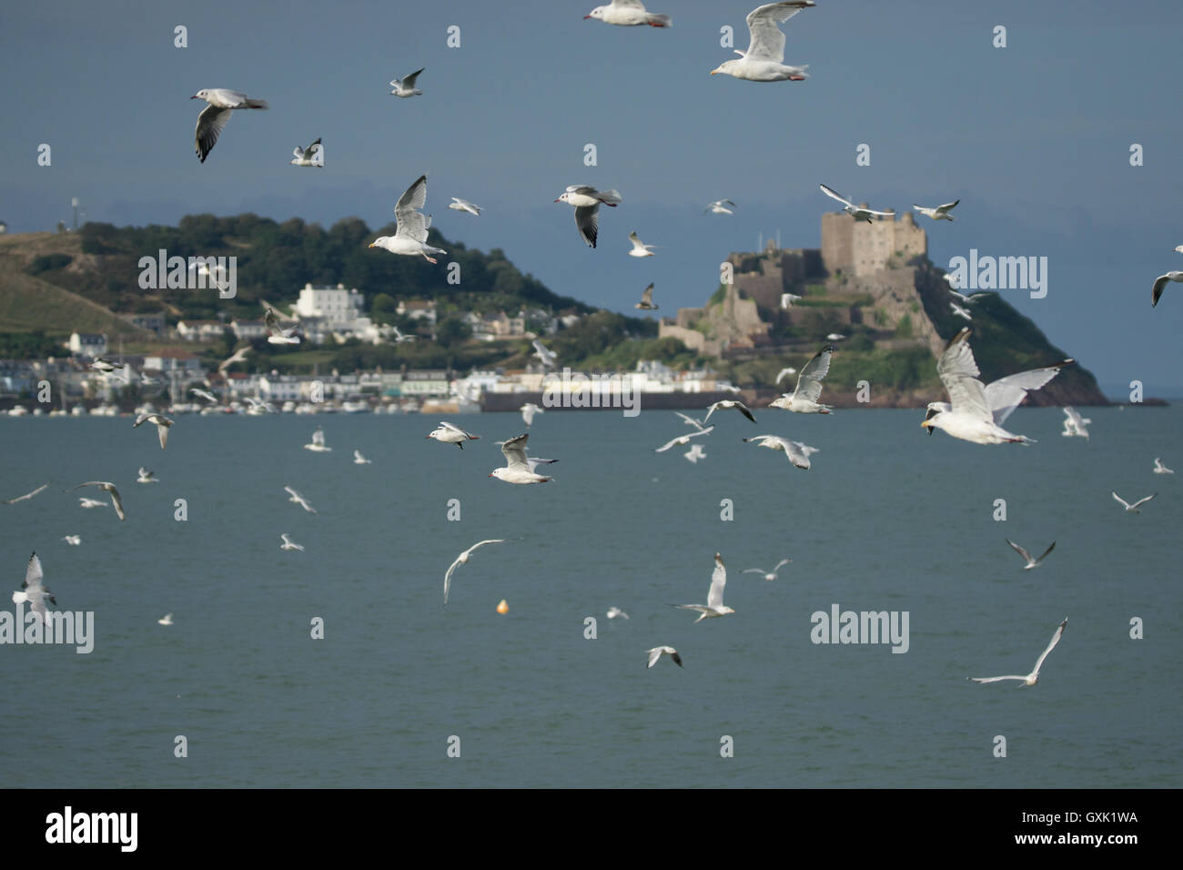 Flock of Seabirds flying together,Jersey,Channel Islands Stock Photo
