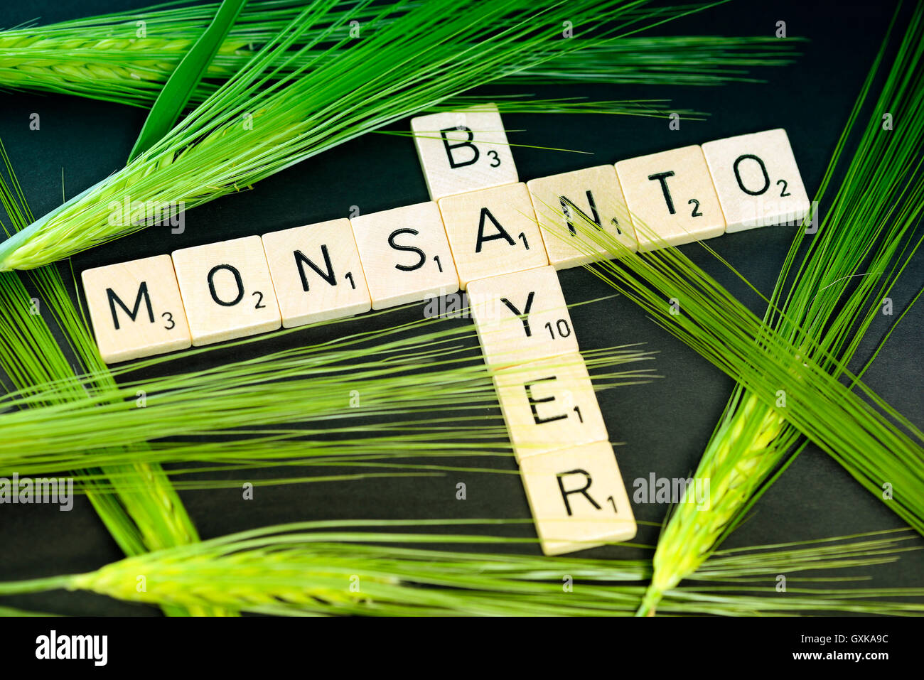SchriftzÃ¼ge von Bayer und Monsanto mit KornÃ¤hren, Ãœbernahmeangebot von Bayer Stock Photo