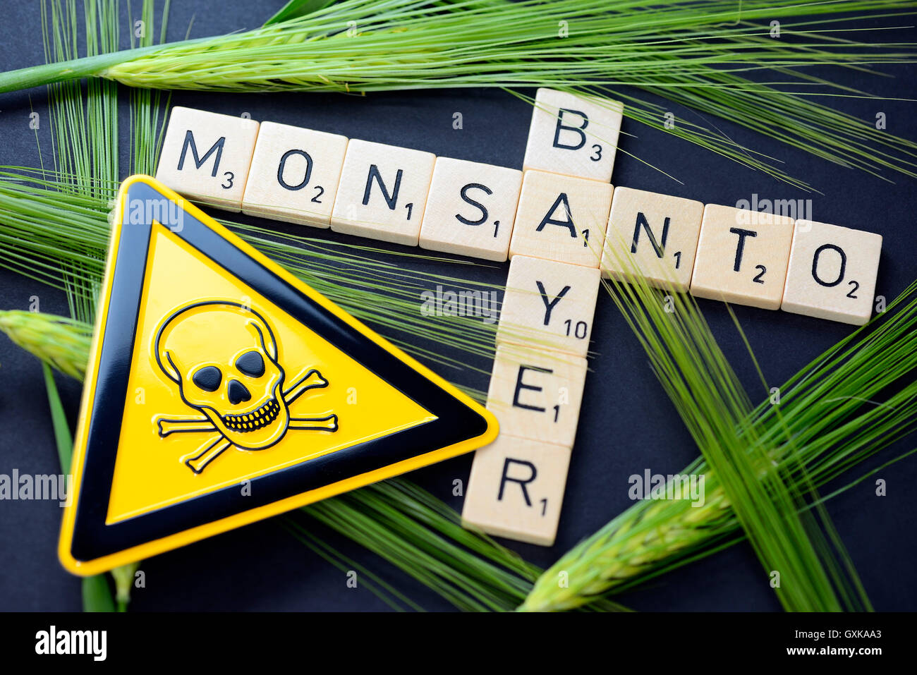 SchriftzÃ¼ge von Bayer und Monsanto mit KornÃ¤hren und GefÃ¤hrdungszeichen, Ãœbernahmeangebot von Bayer Stock Photo