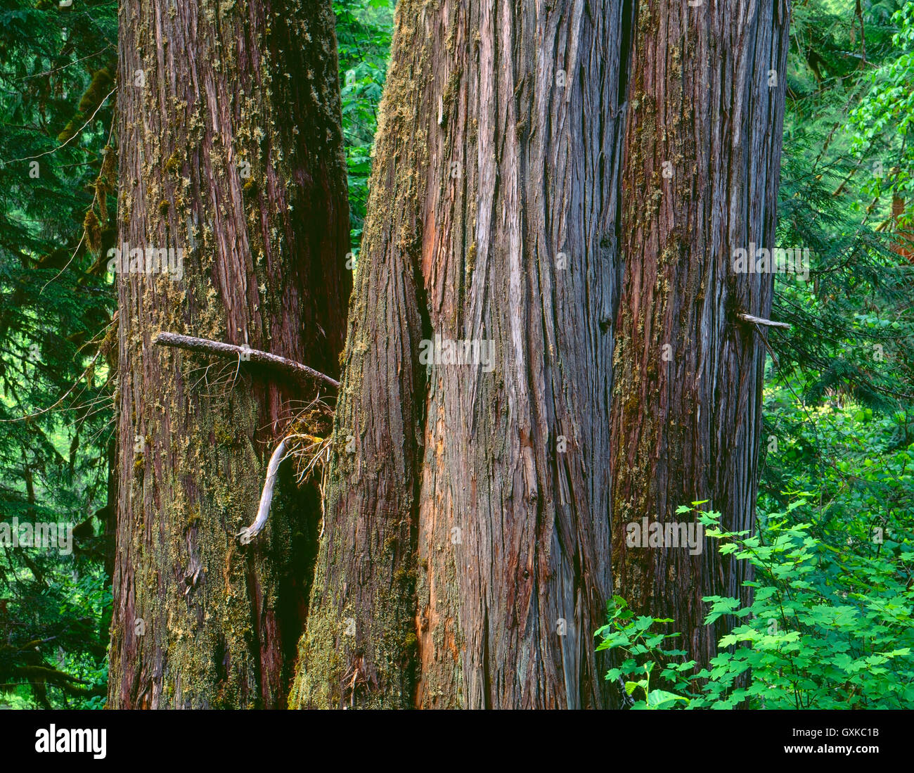USA, Oregon, Willamette National Forest, Middle Santiam Wilderness, Trio of ancient western red cedars in old growth forest. Stock Photo