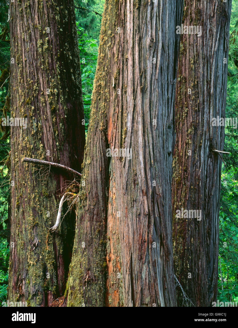 USA, Oregon, Willamette National Forest, Middle Santiam Wilderness, Trio of ancient western red cedars in old growth forest. Stock Photo