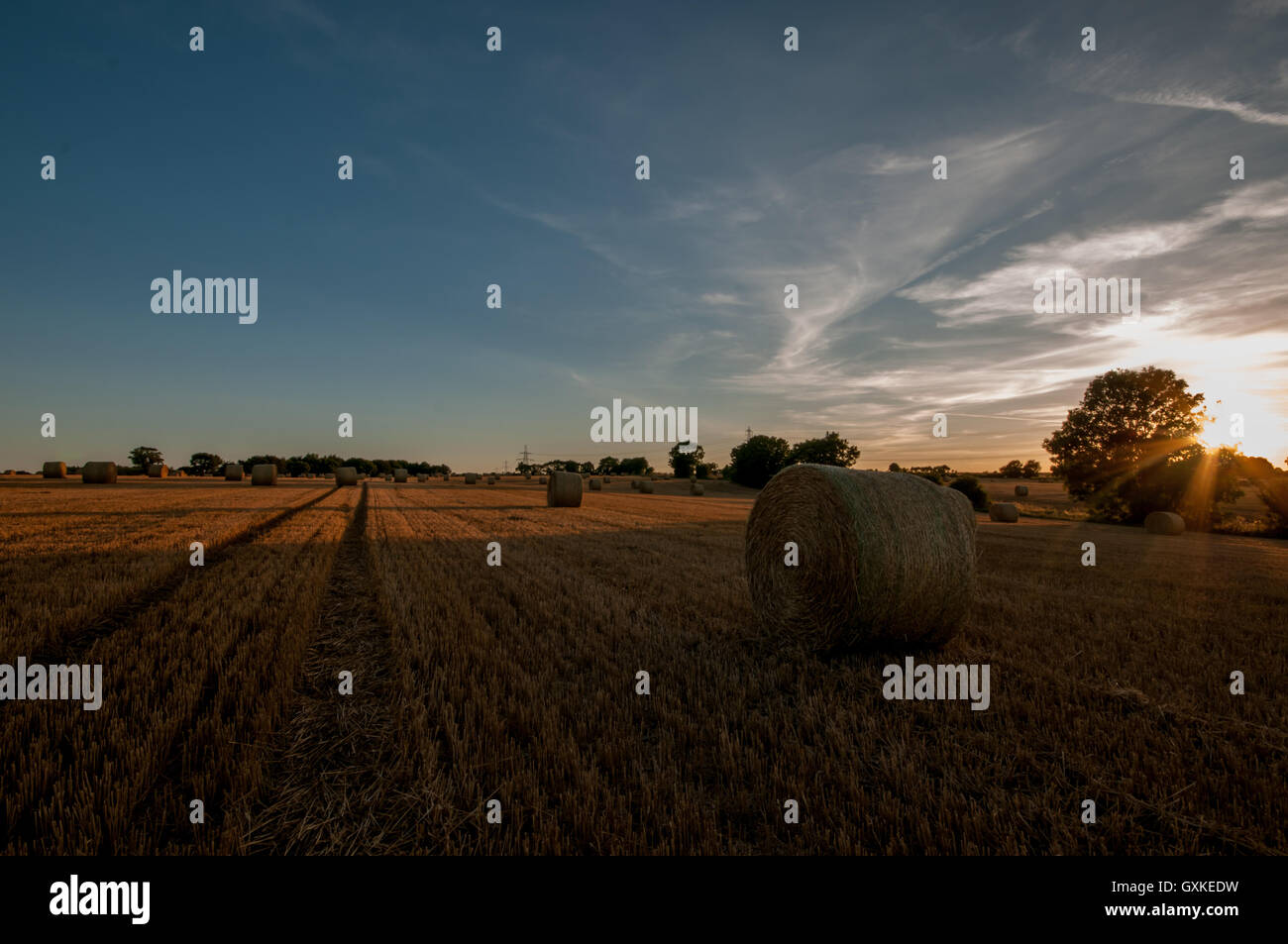 Haybales rolled in a farmers field at sunset, Essex, August Stock Photo