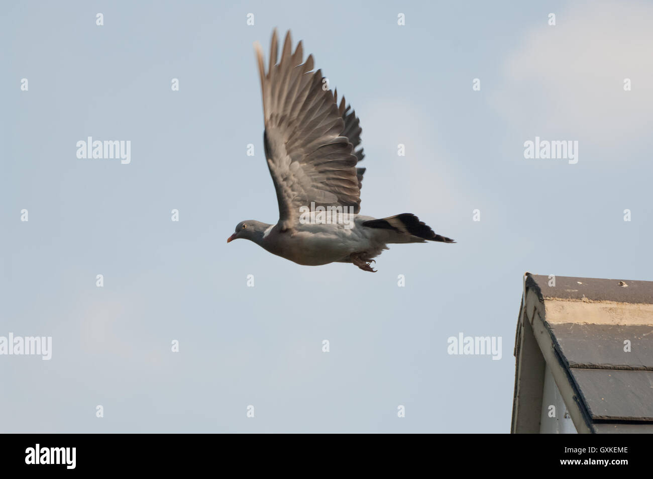 Wood Pigeon Columba palumbus taking flight from house roof, Essex, August Stock Photo