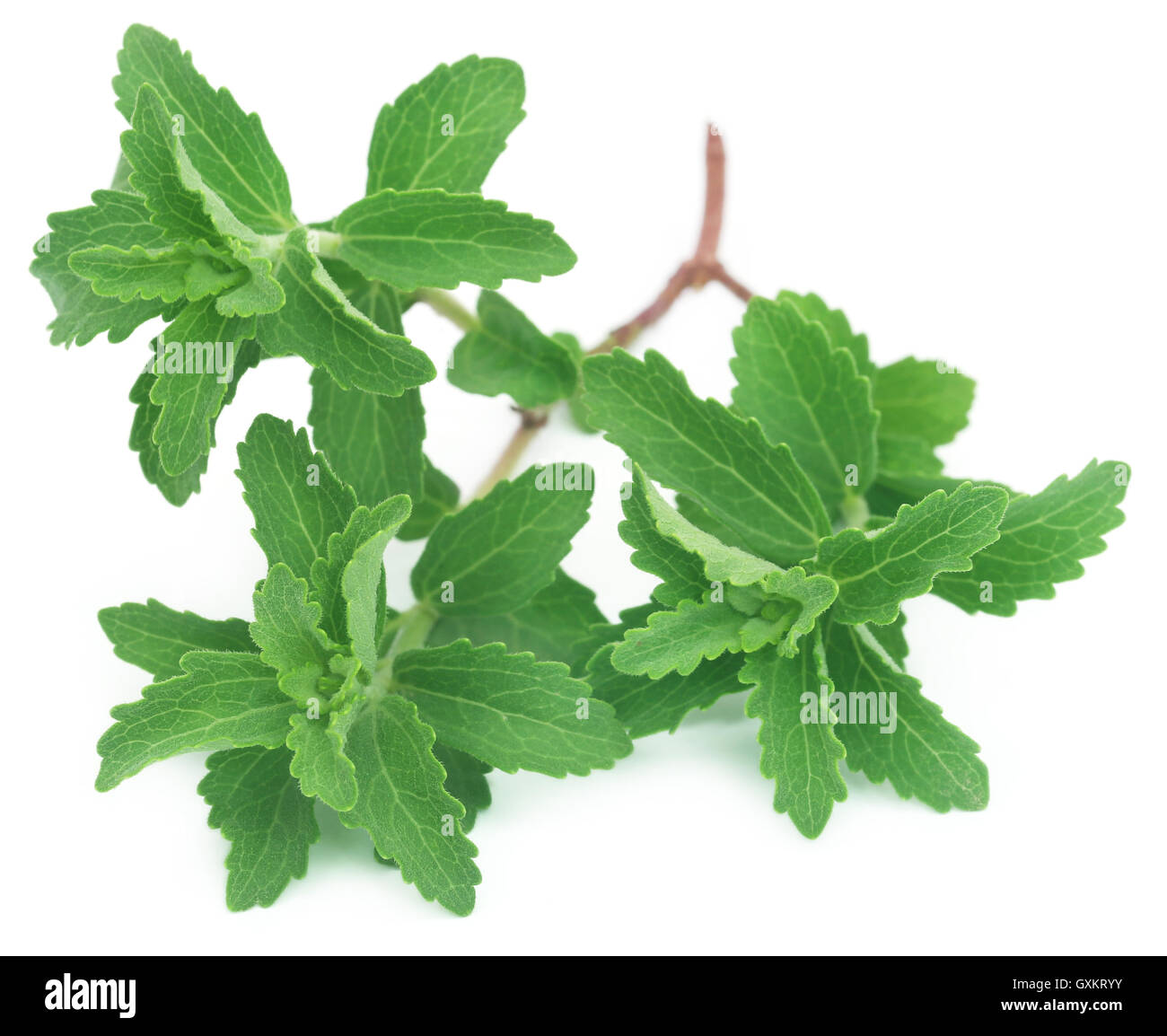 Fresh Stevia leaves used as natural sweetener over white background