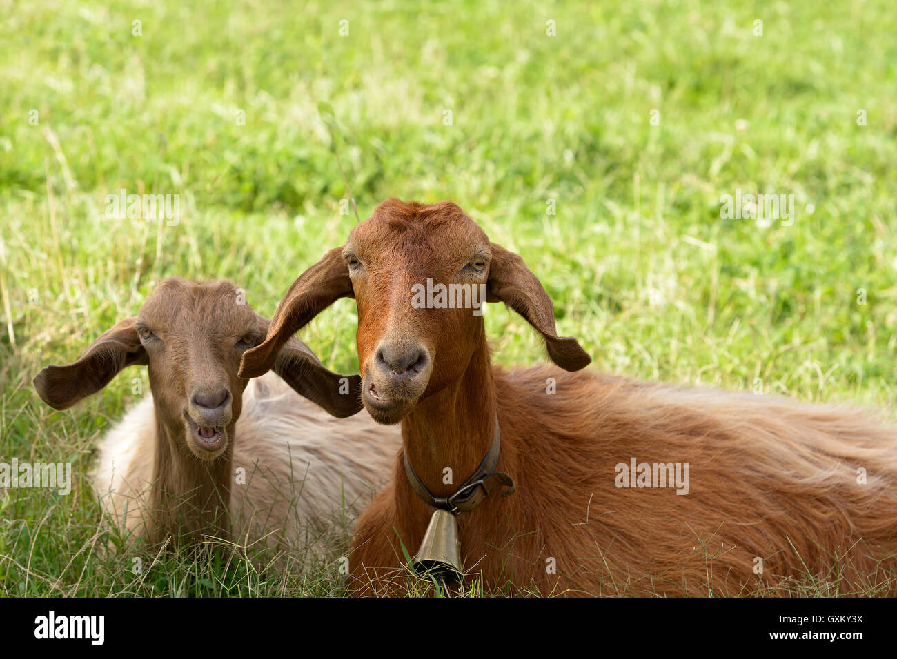 Goats, mother and son relax ruminating in the green meadow. Sardinia