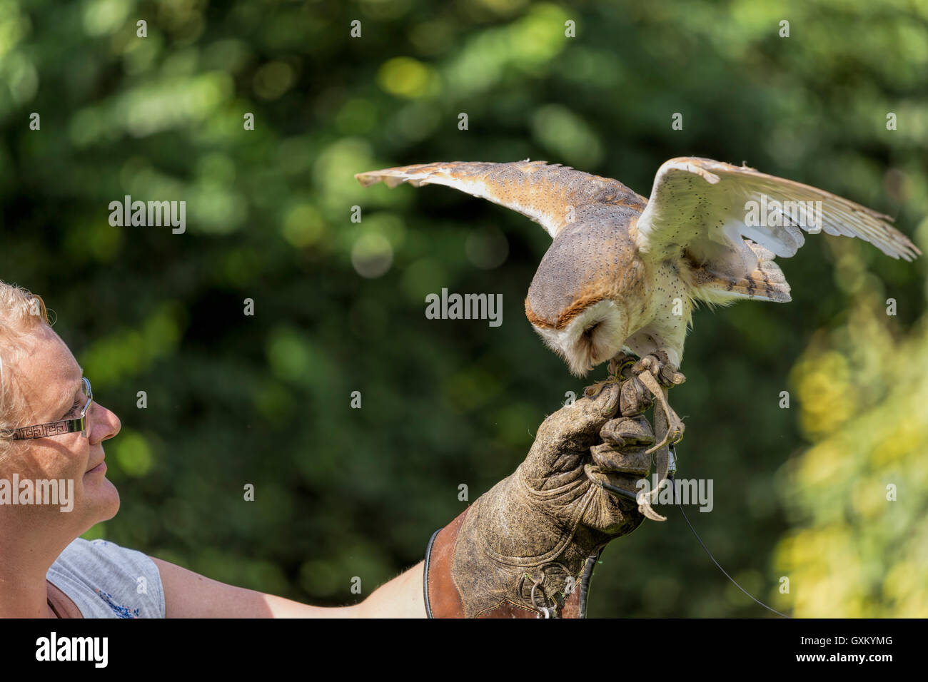 Barn Owl (Tyto alba ) or Common Barn Owl has just landed on the hand of a female falconner. Stock Photo