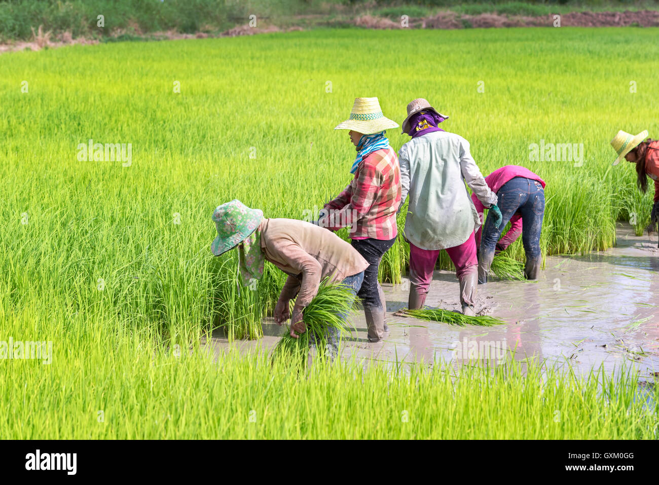 Thailand farmer collecting seedlings of rice to planting during the rainy season Stock Photo