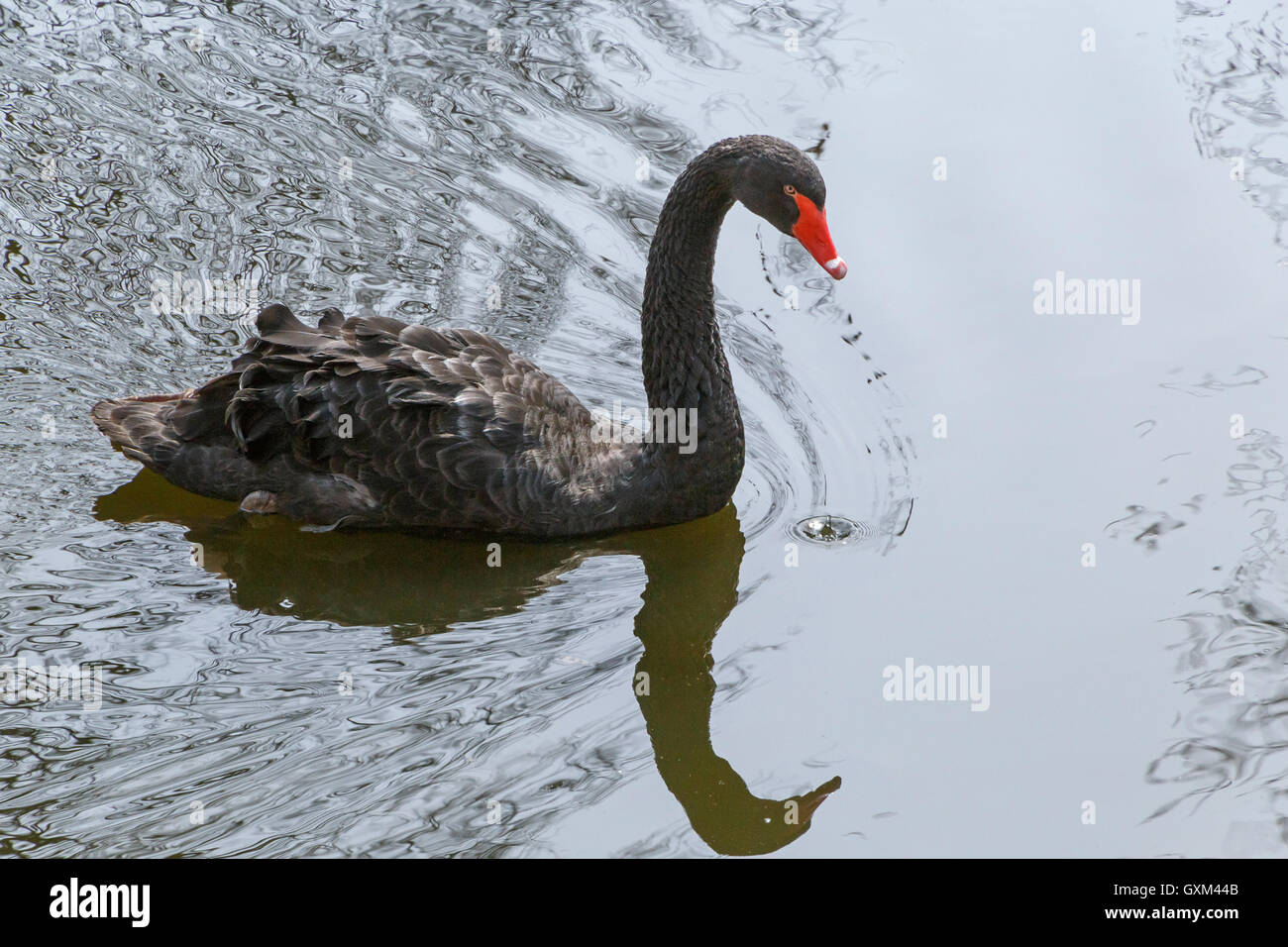 black swan swimming in a lake Stock Photo