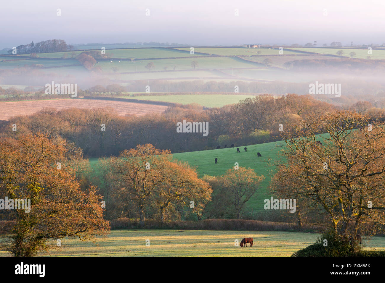 Rolling countryside at dawn on a misty morning, South Tawton, Devon, England. Spring (April) 2015. Stock Photo