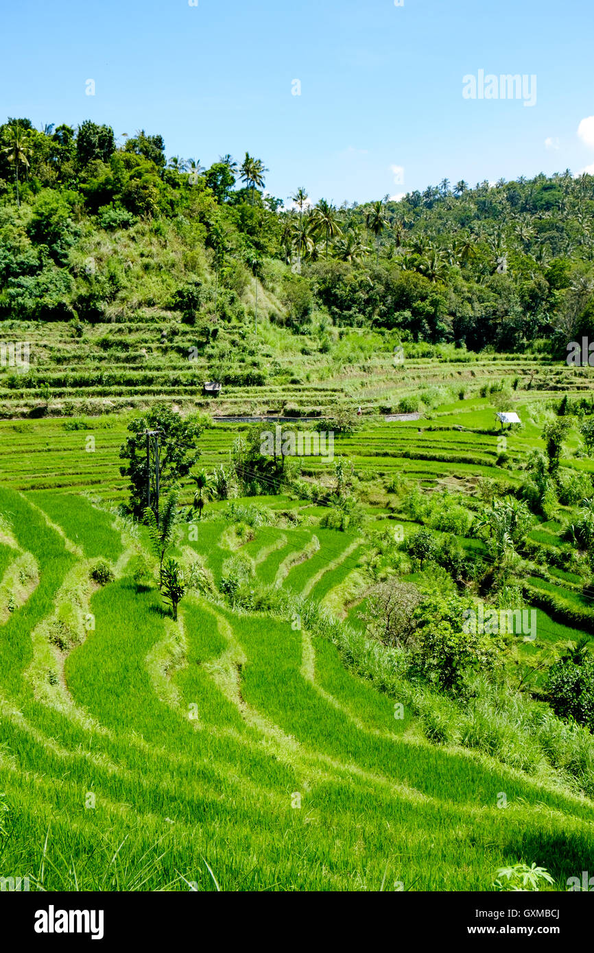 Paddy fields for rice production on Bali, Indonesia Stock Photo