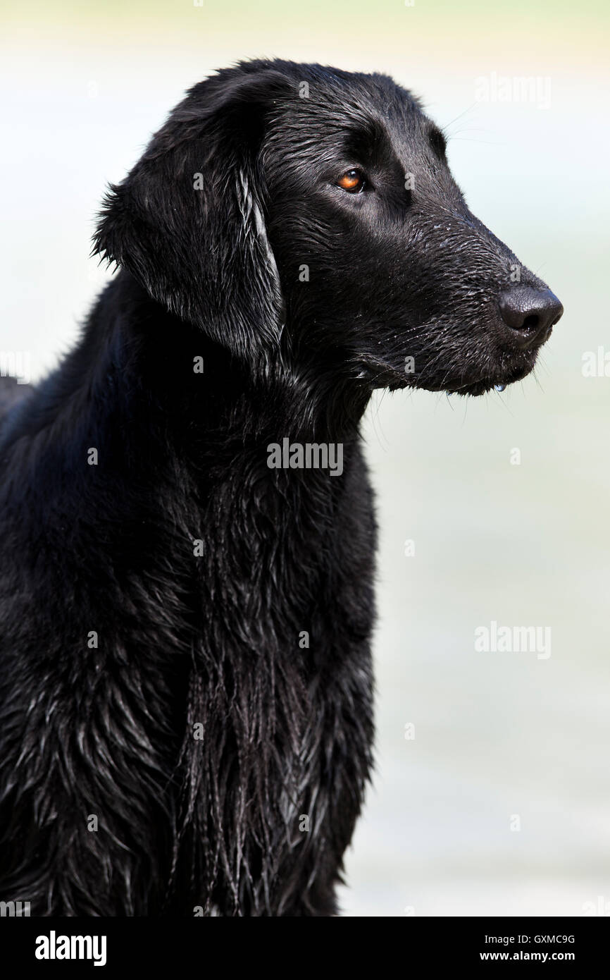 Flat-Coated Retriever, black, wet, portrait, Tyrol, Austria Stock Photo