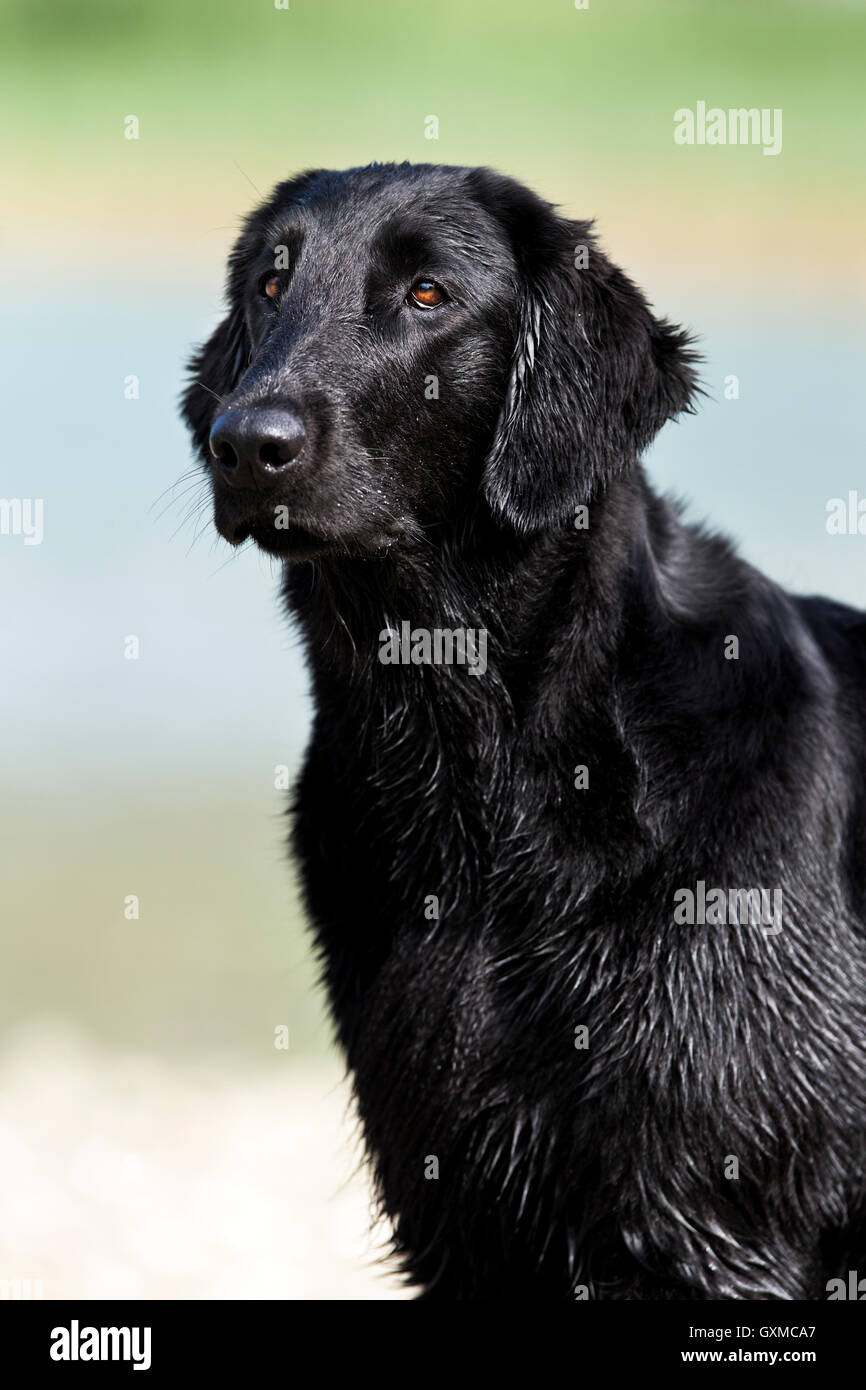 Flat-Coated Retriever, black, wet, portrait, Tyrol, Austria Stock Photo