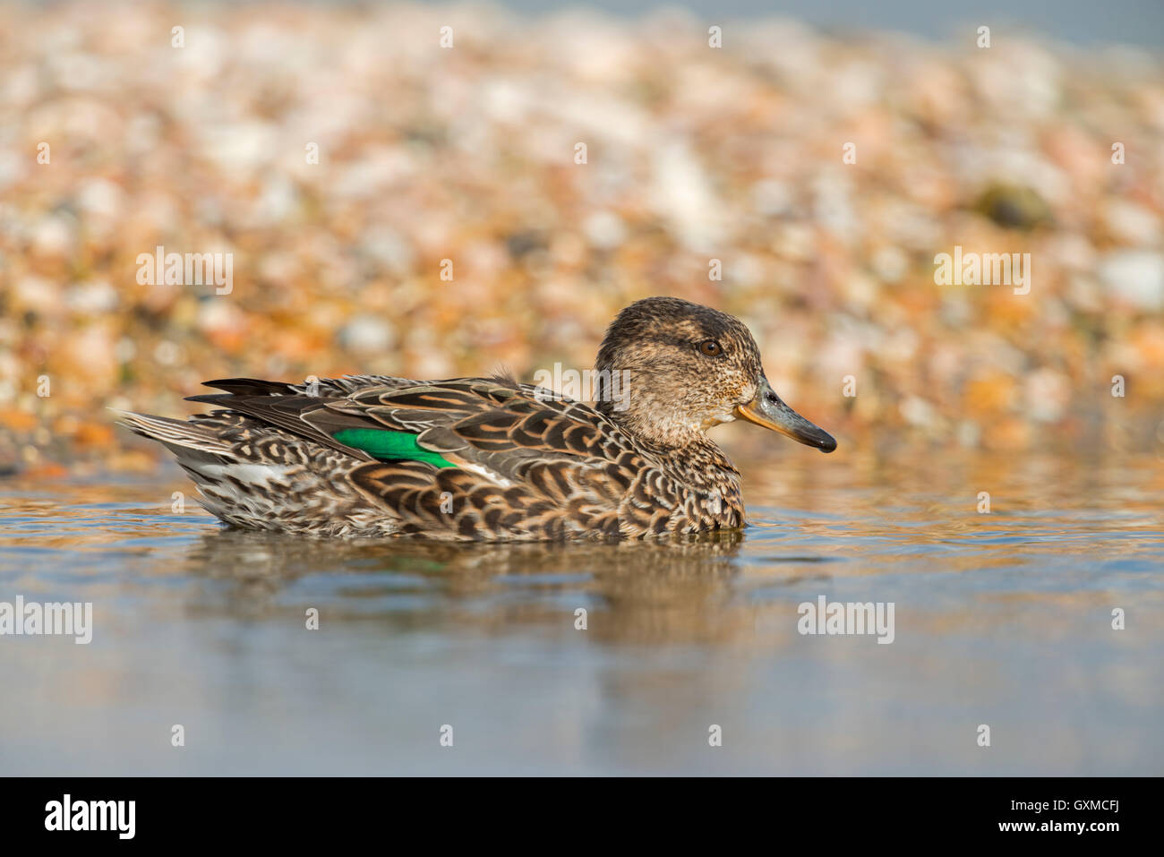 Teal / Krickente ( Anas crecca ), female duck, in beautiful breeding dress, swimming in front of a mussel bank, wildlife, Europe Stock Photo