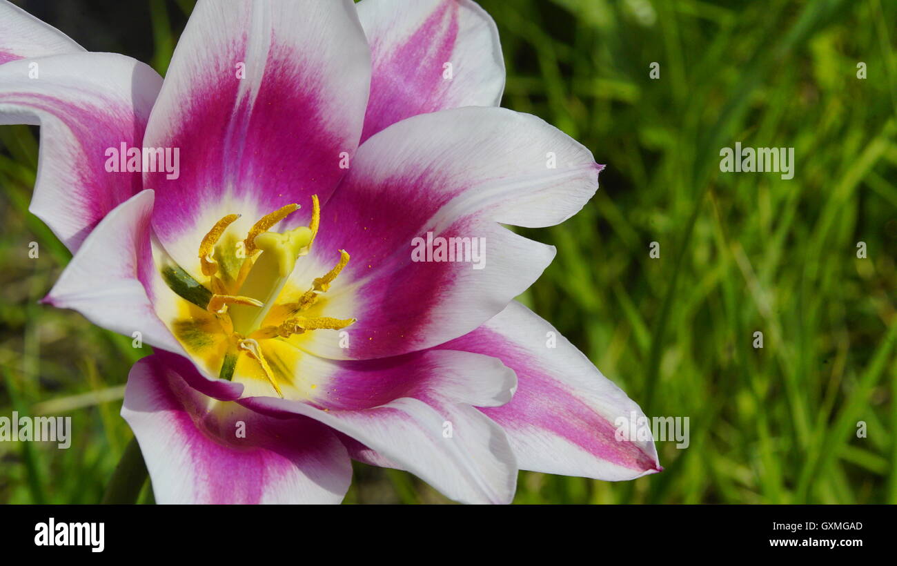 Closeup tulip macro flower hi-res stock photography and images - Alamy
