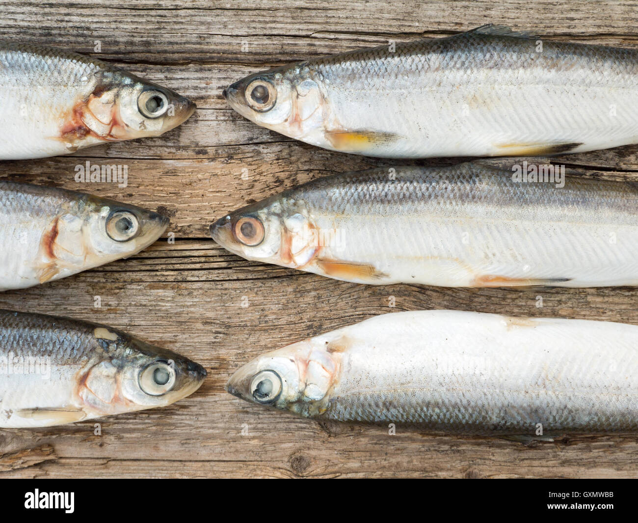Vendace fishes on the old weathered wooden board Stock Photo