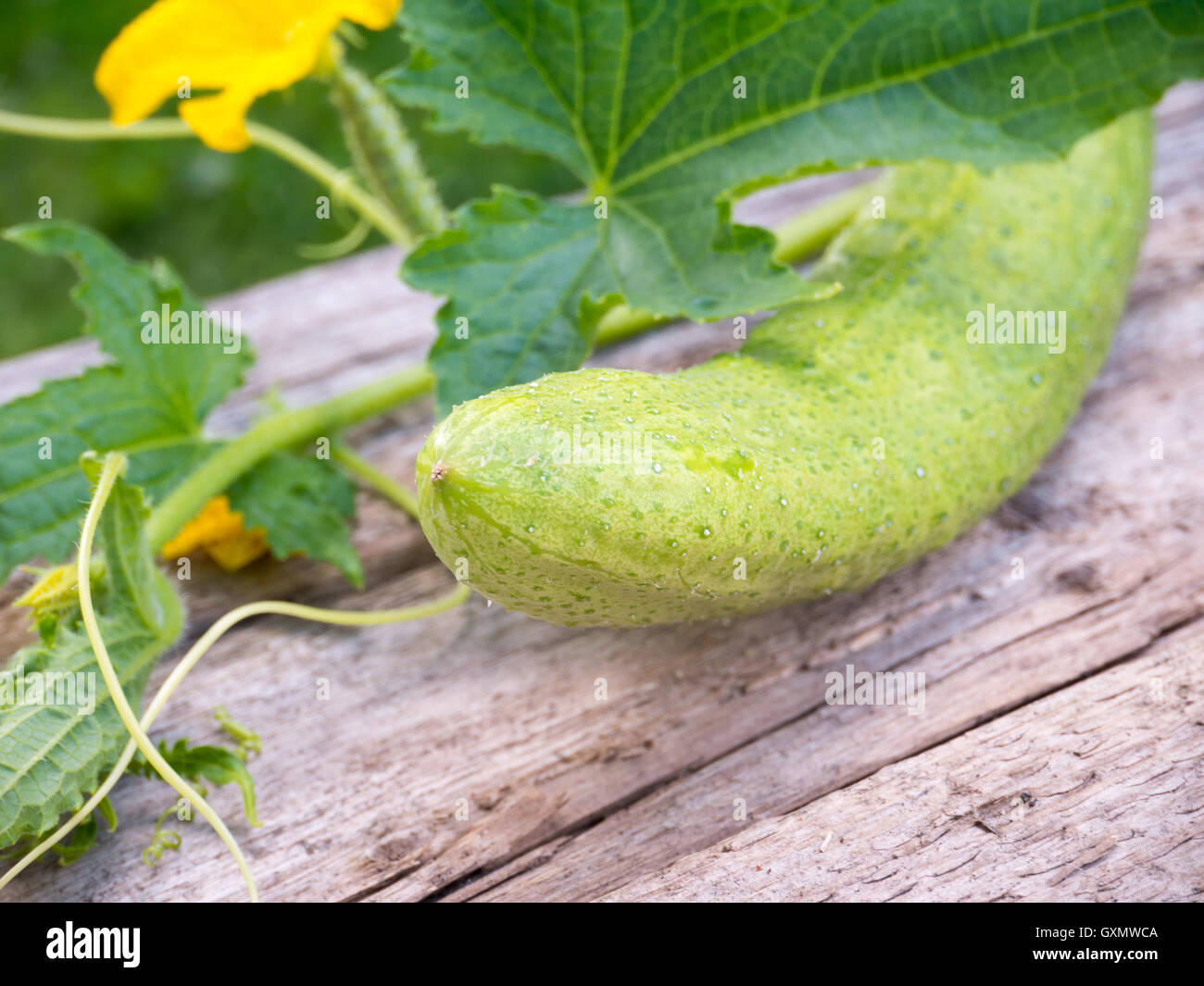 Light green cucumber and cucumber flowers on the old weathered wooden board Stock Photo