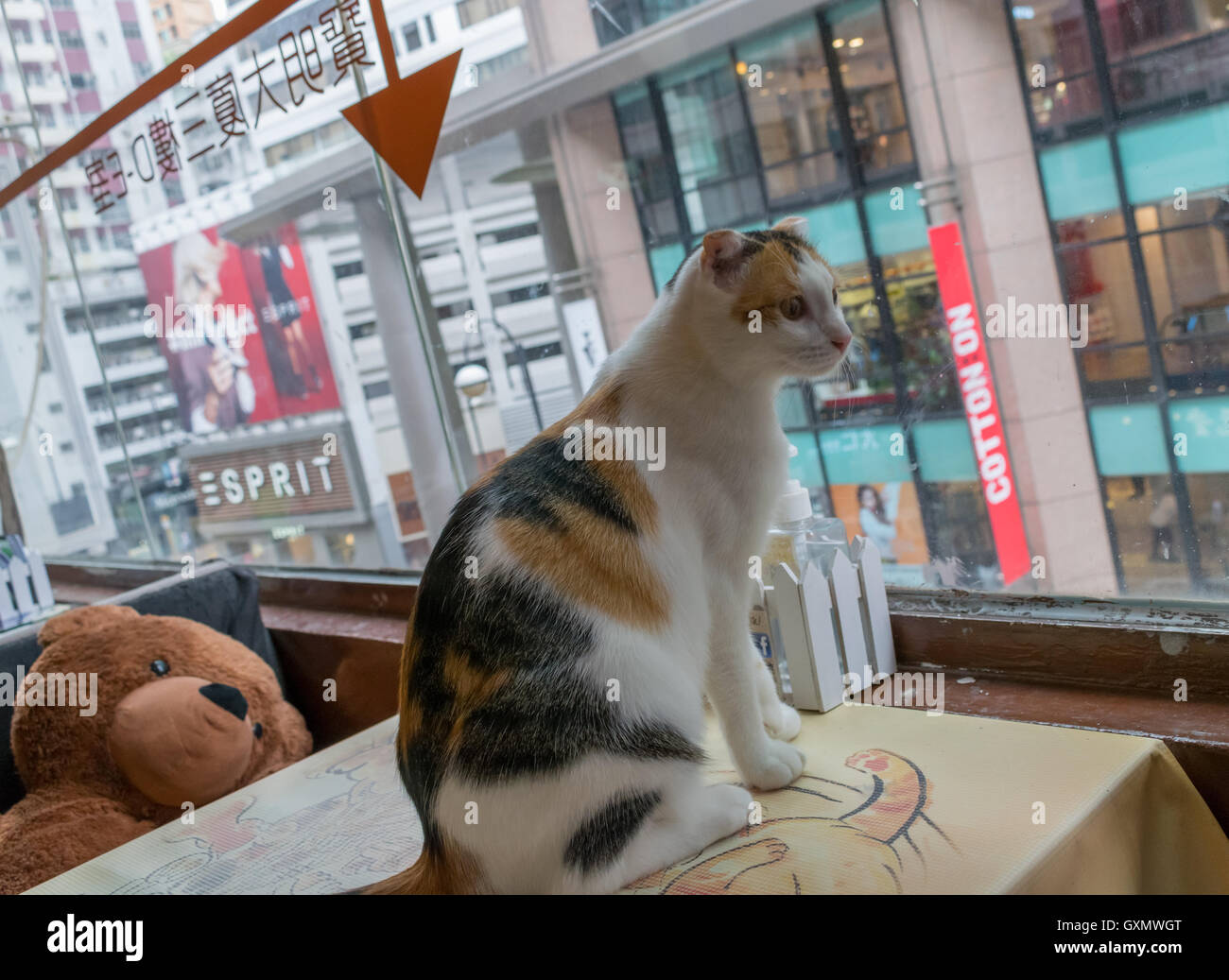 Calico cat at cat cafe with teddy bear in background in Hong Kong Stock Photo