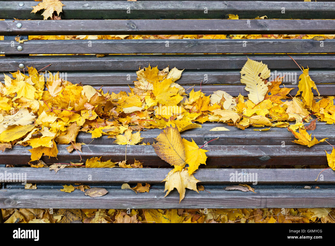 Empty wooden bench in autumn park under yellow leaves Stock Photo - Alamy