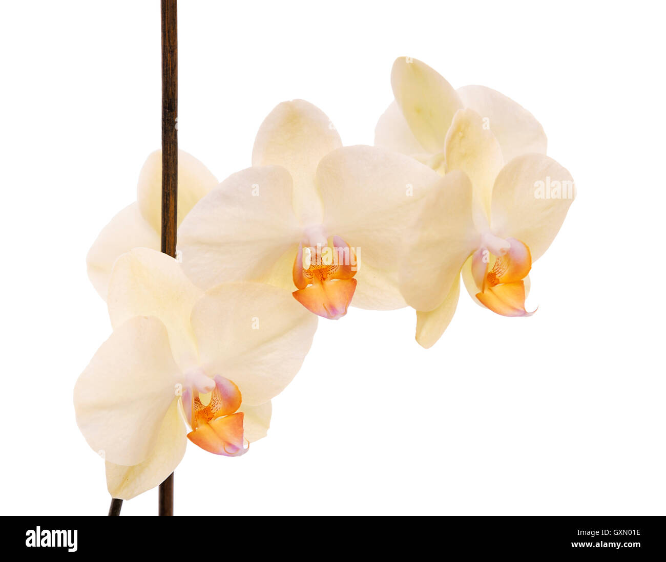 Yellow orchid isolated on a white background. Stock Photo